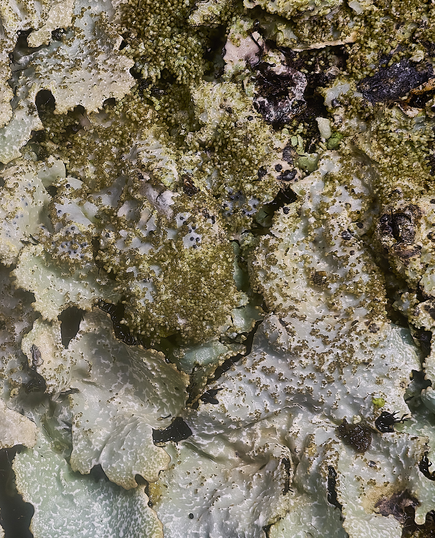 FelbriggPsaxatilis231225-3