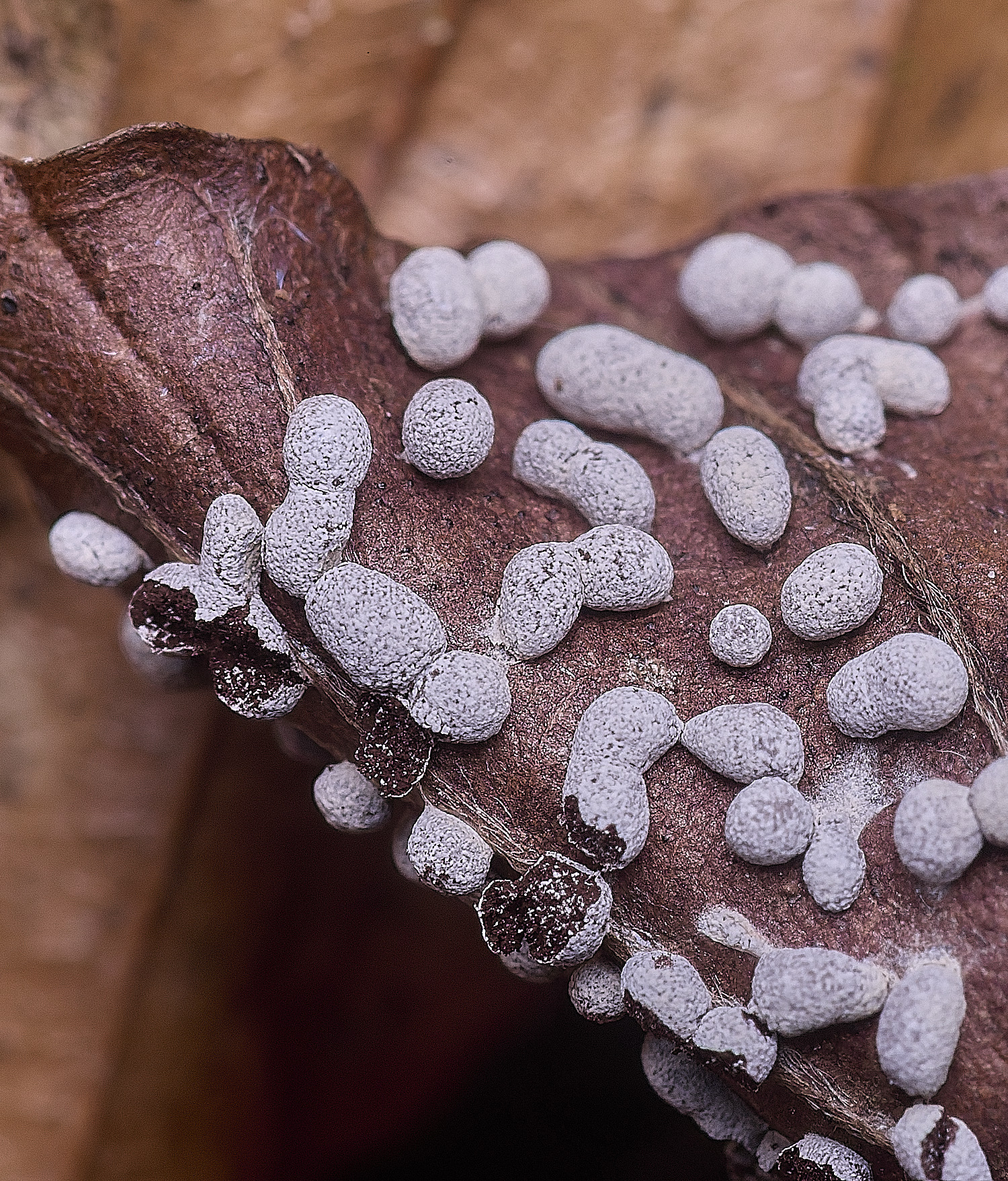 FelbriggSlimeMold281225-1
