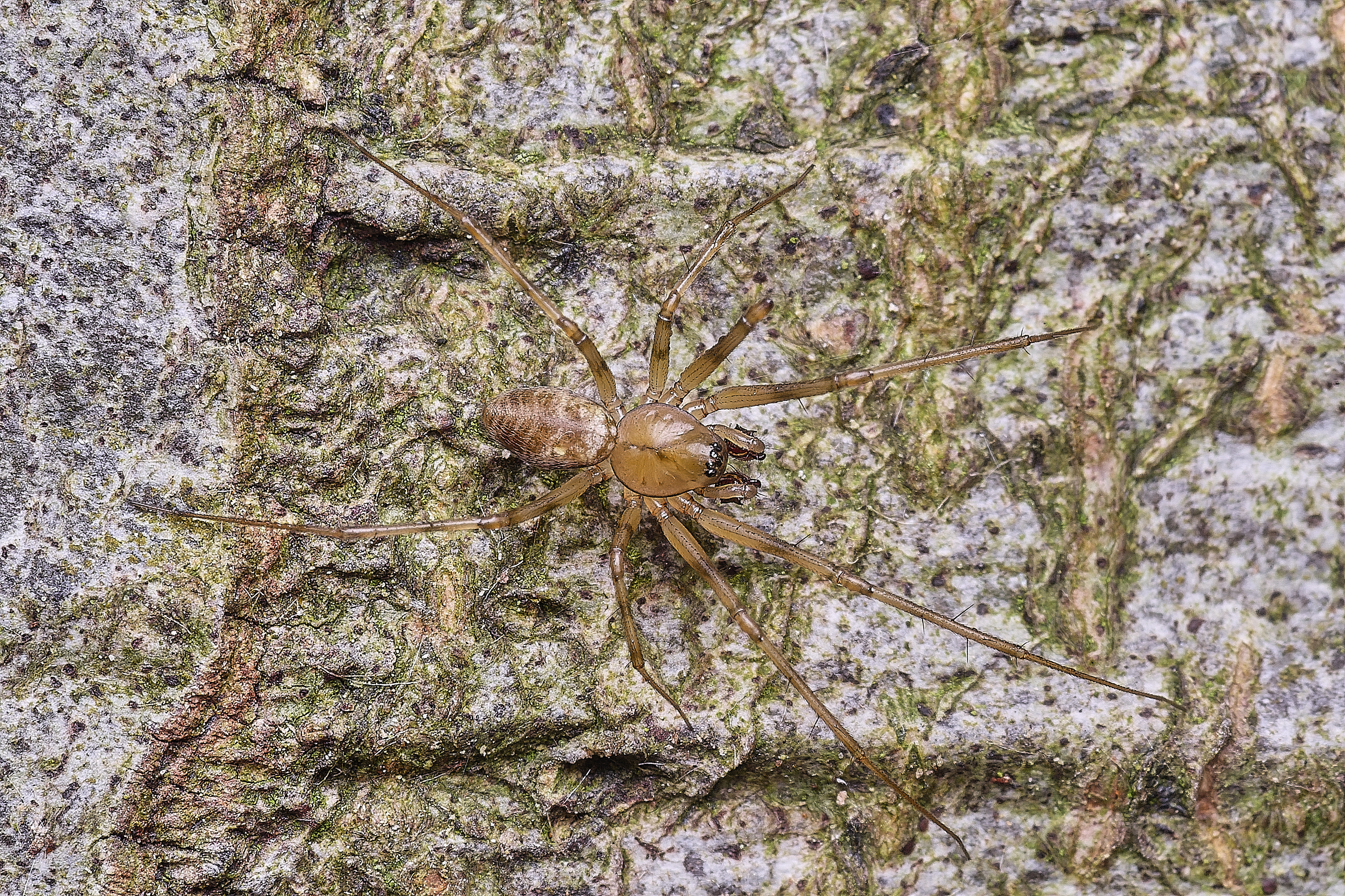 FelbriggSpiderSp091125-1
