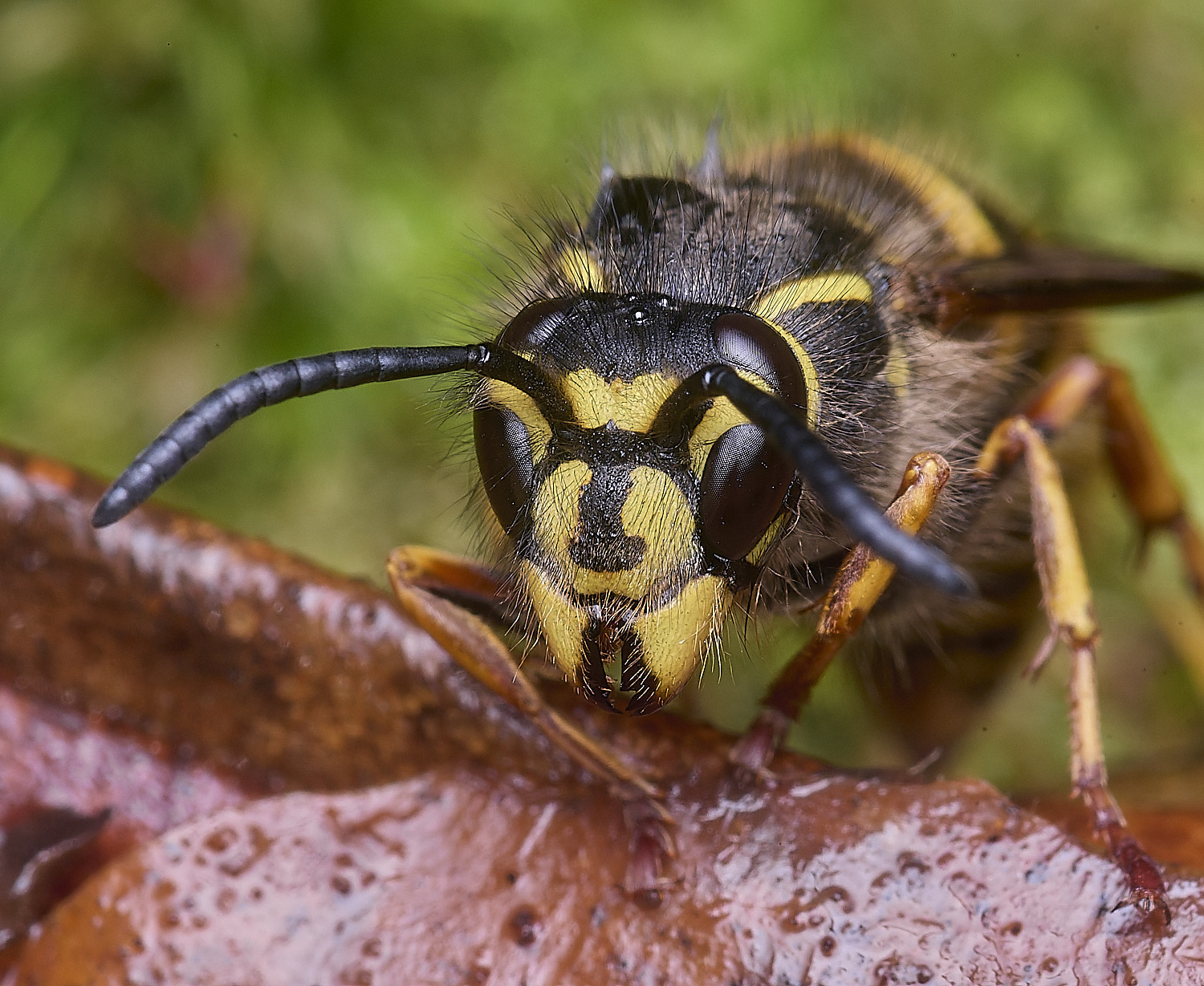 FelbriggVvulgaris221225-3