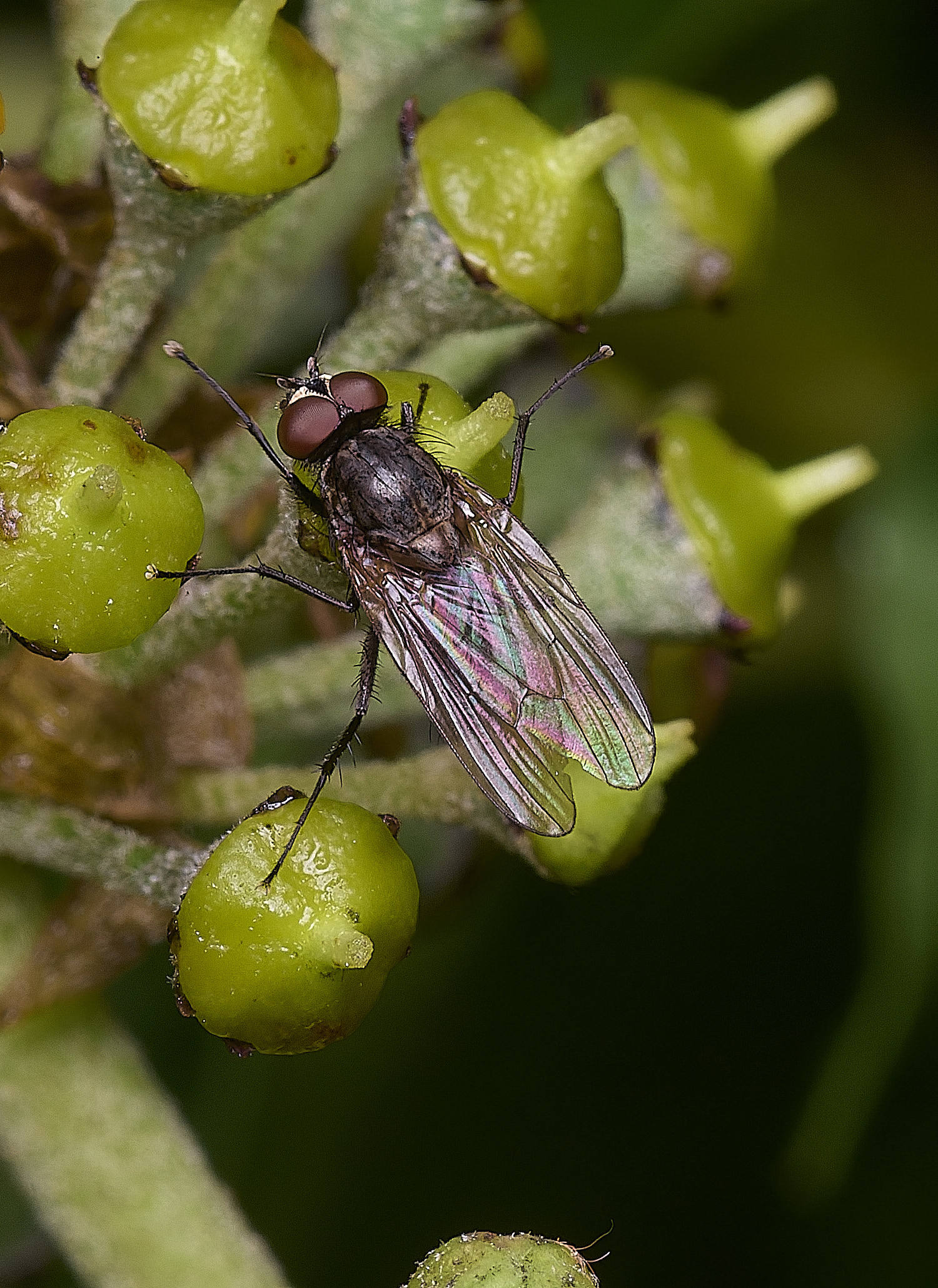 HanworhFlySp141025-1