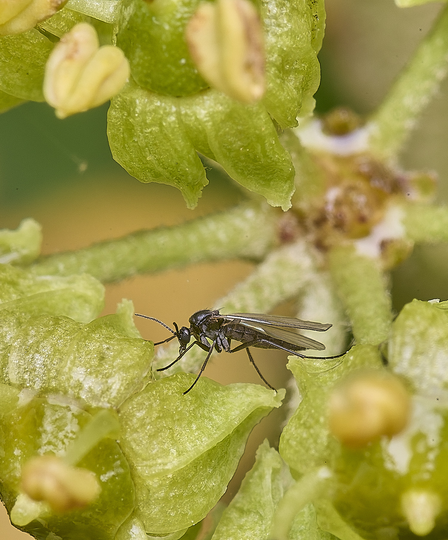 HanworhFlySp2141025-1