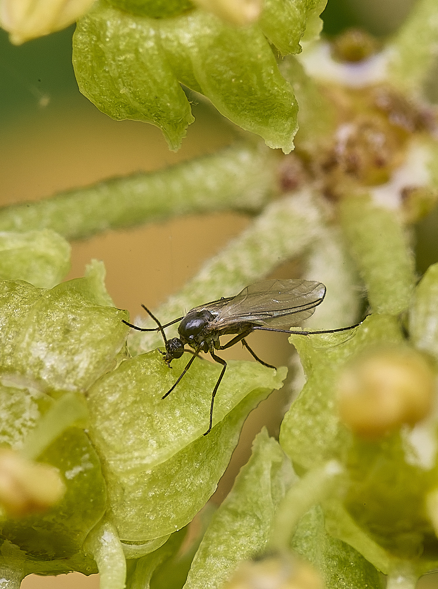 HanworhFlySp2141025-2