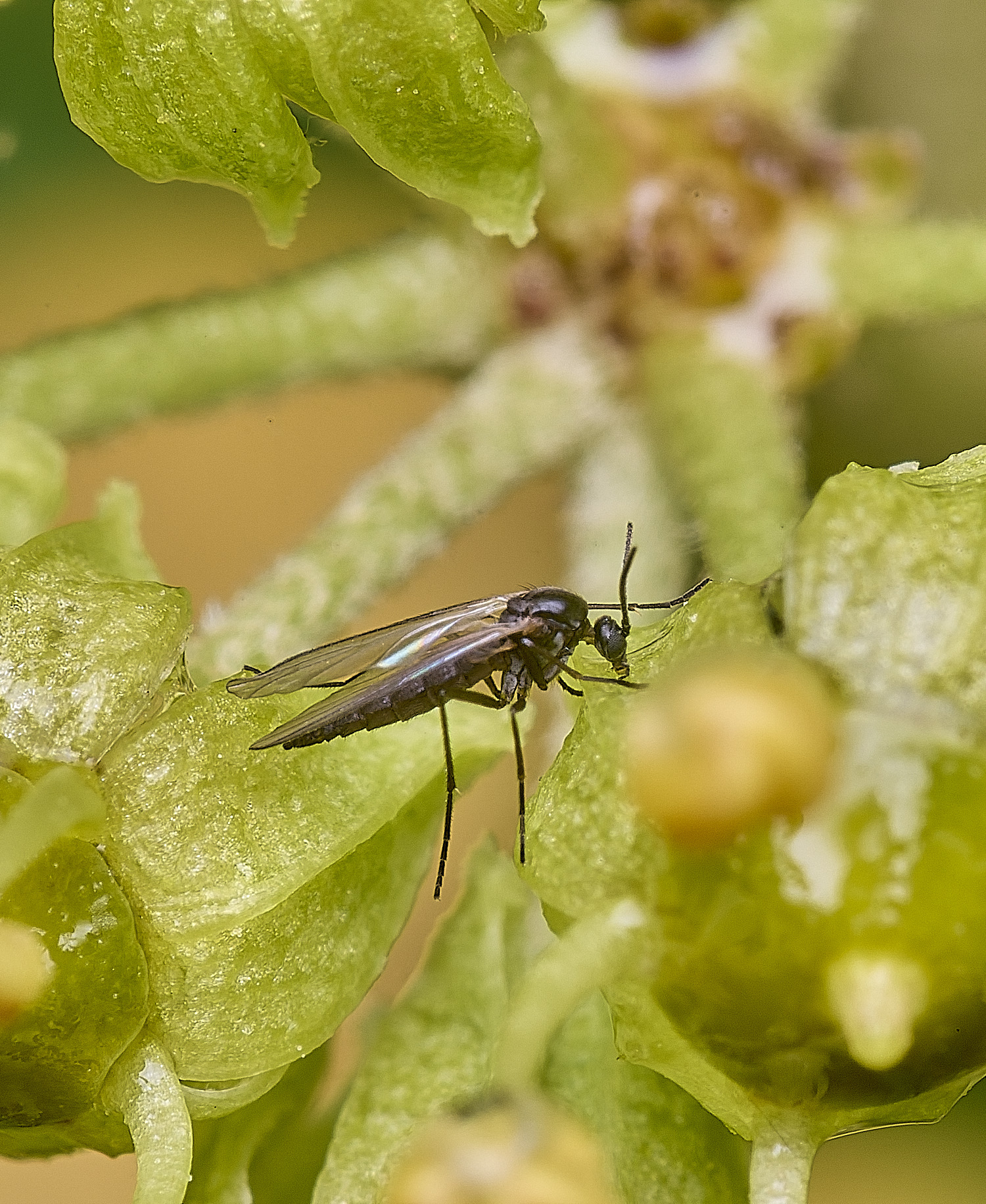 HanworhFlySp2141025-3