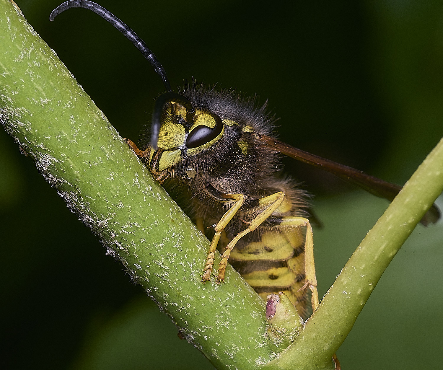 HanworhVgermanica141025-1