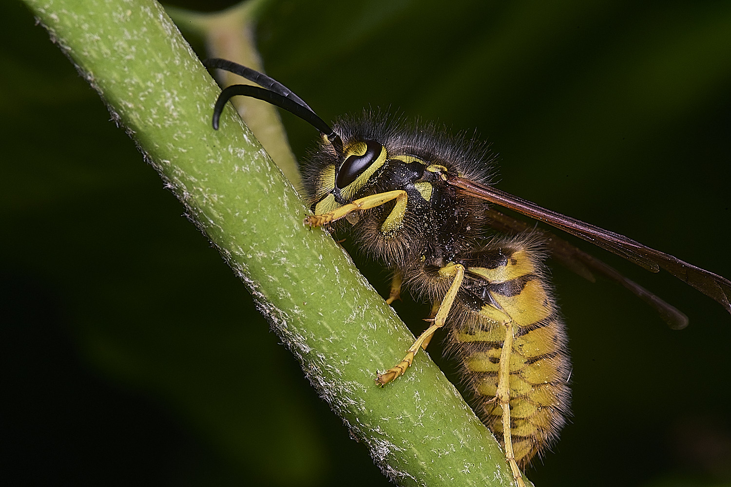 HanworhVgermanica141025-1a