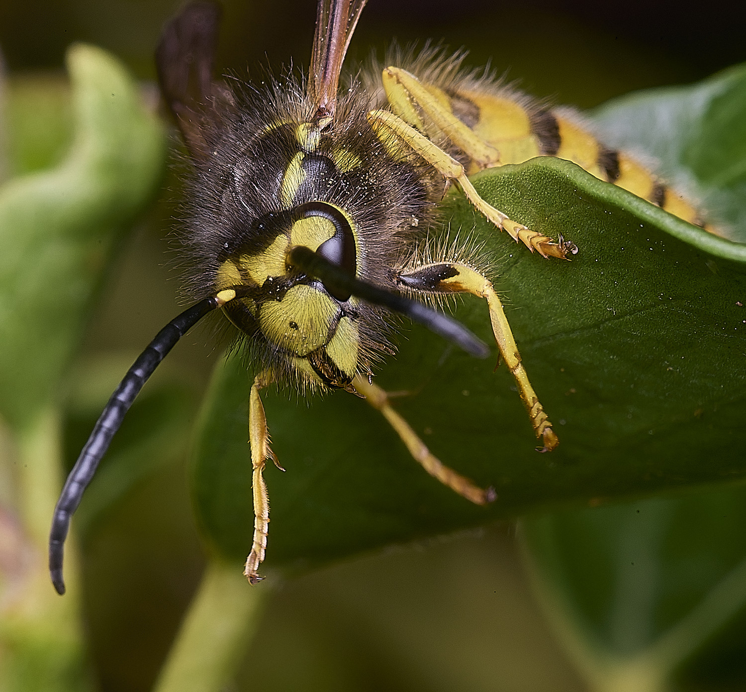 HanworhVgermanica141025-2