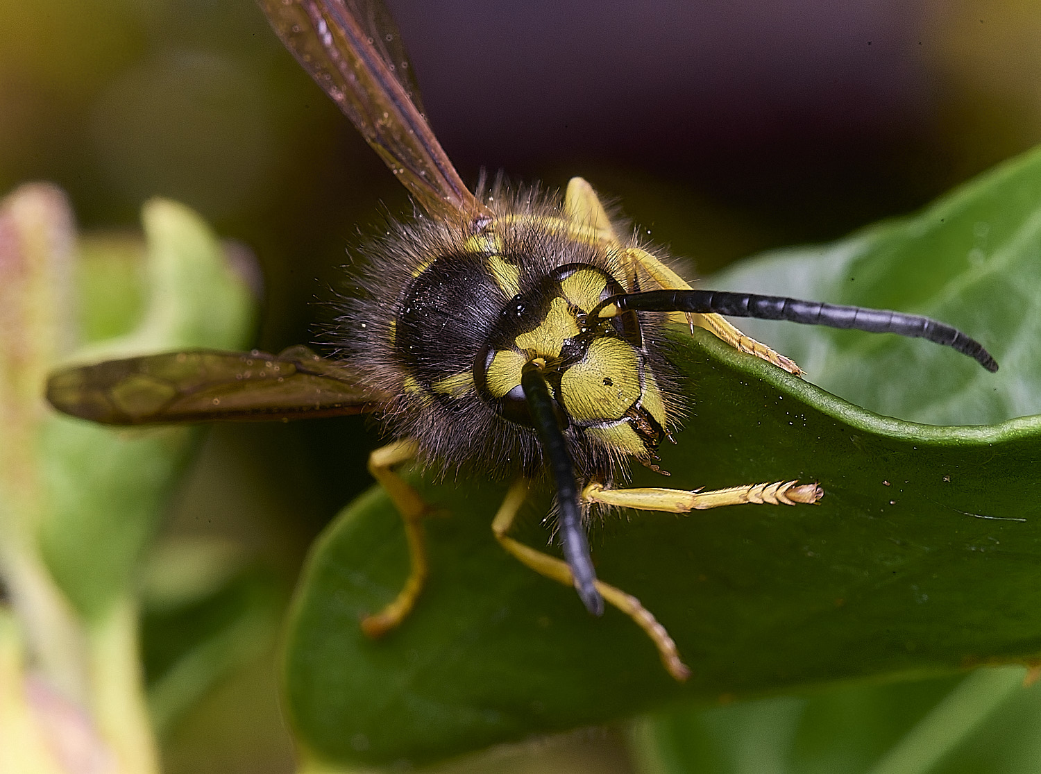 HanworhVgermanica141025-3