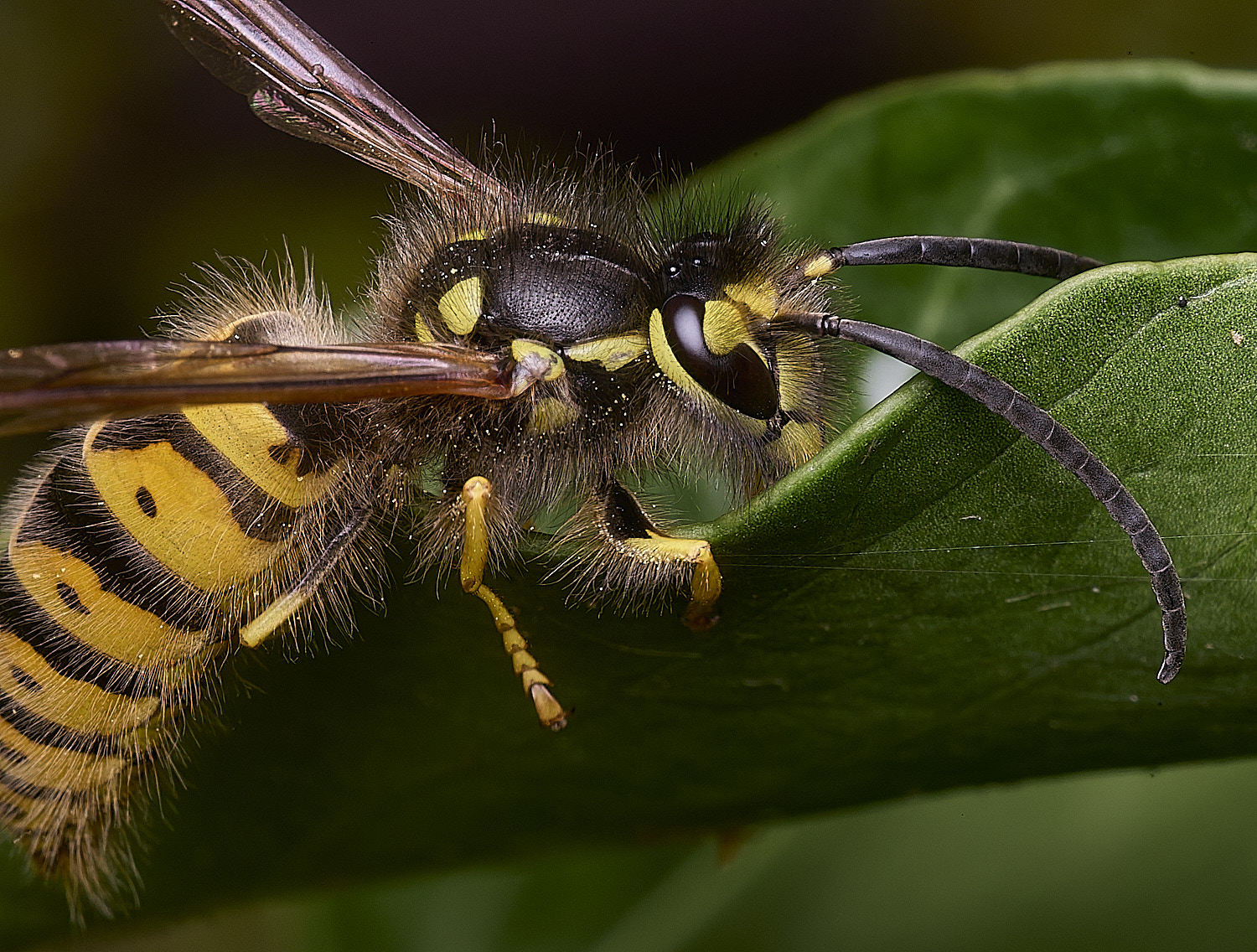 HanworhVgermanica141025-4