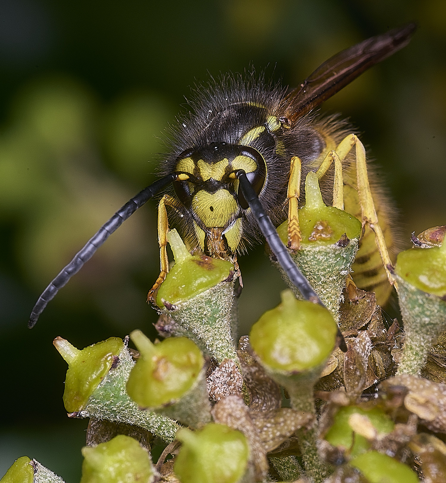 HanworhVgermanica141025-5