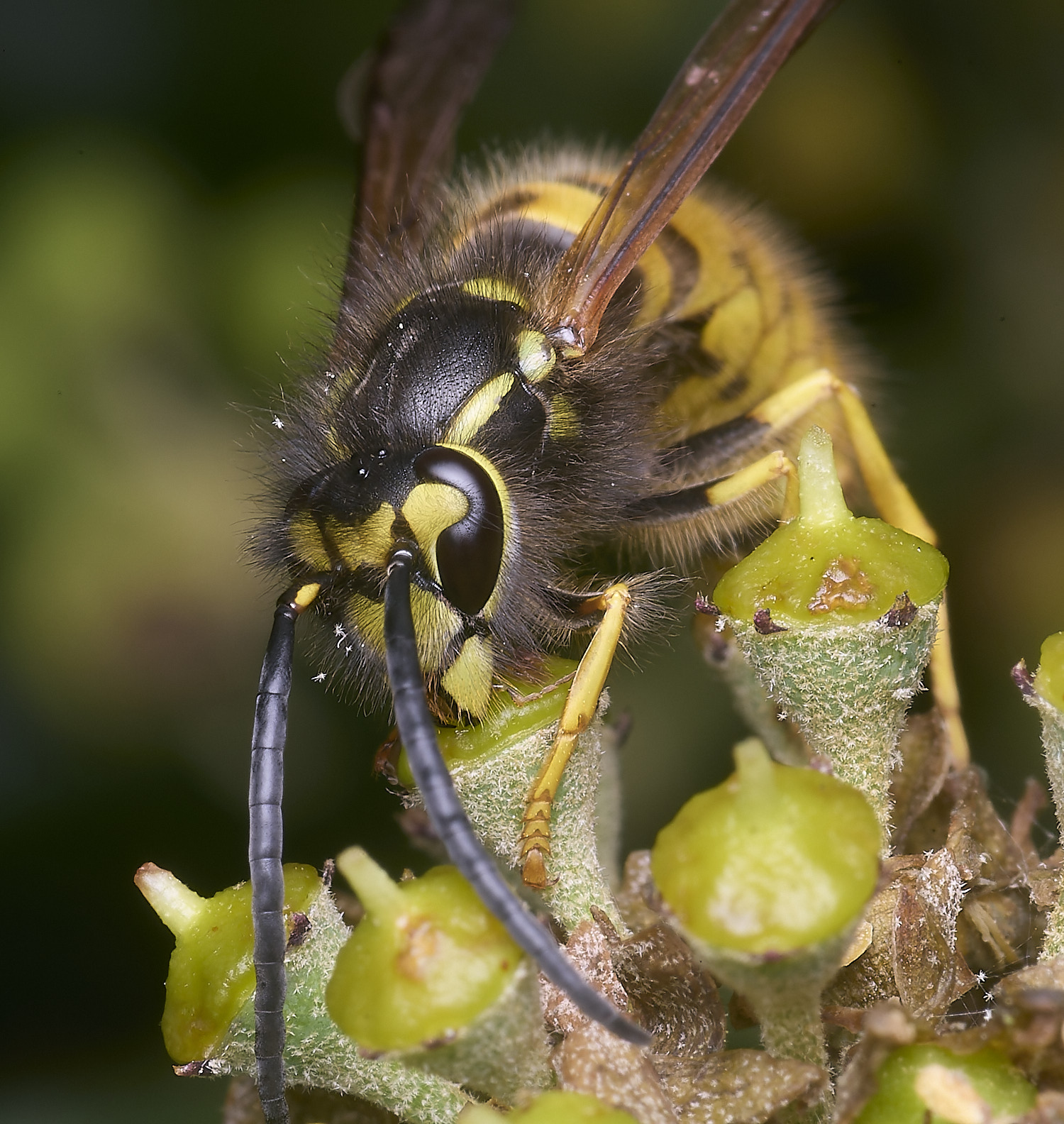 HanworhVgermanica141025-6