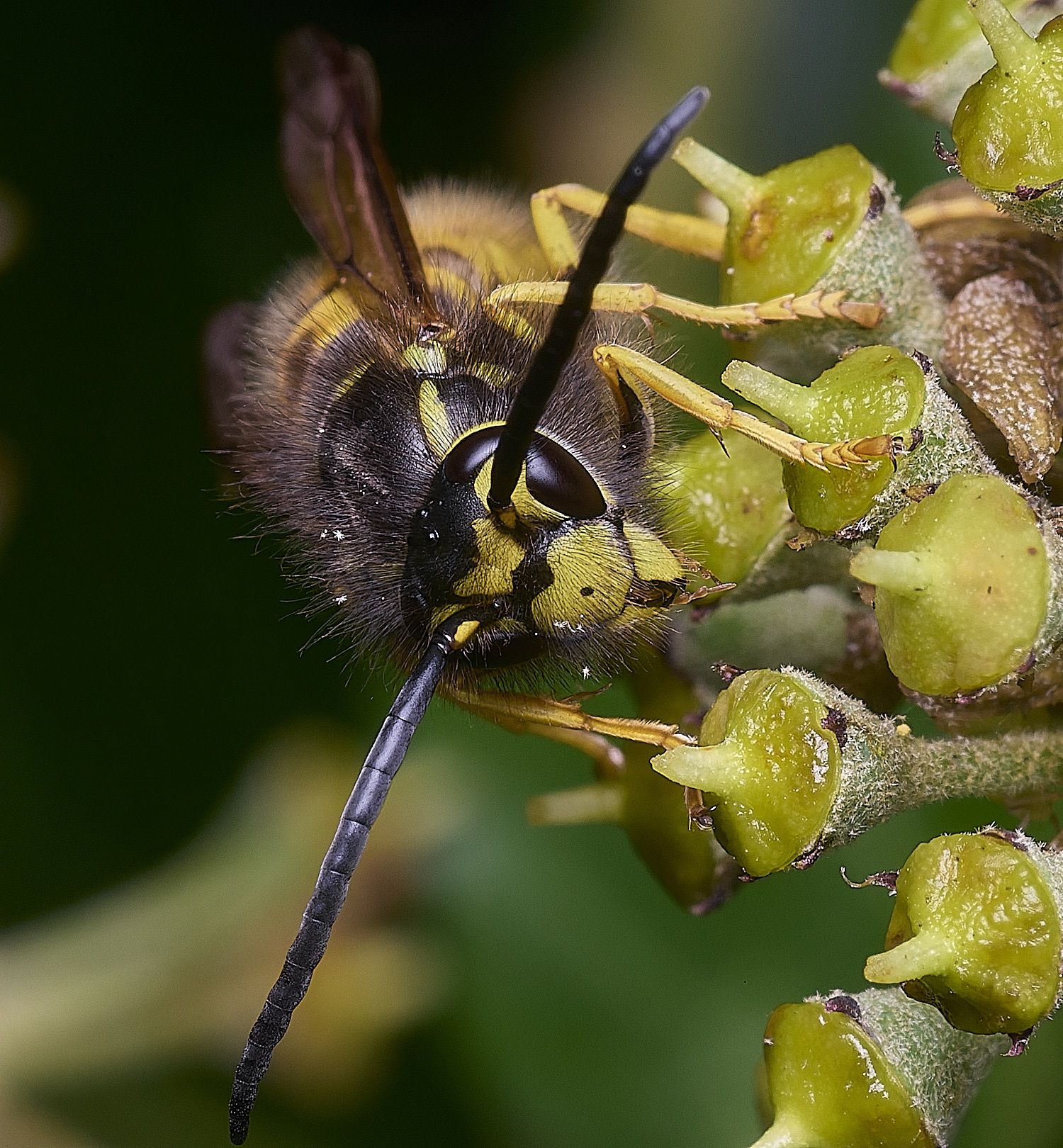 HanworhVgermanica141025-7