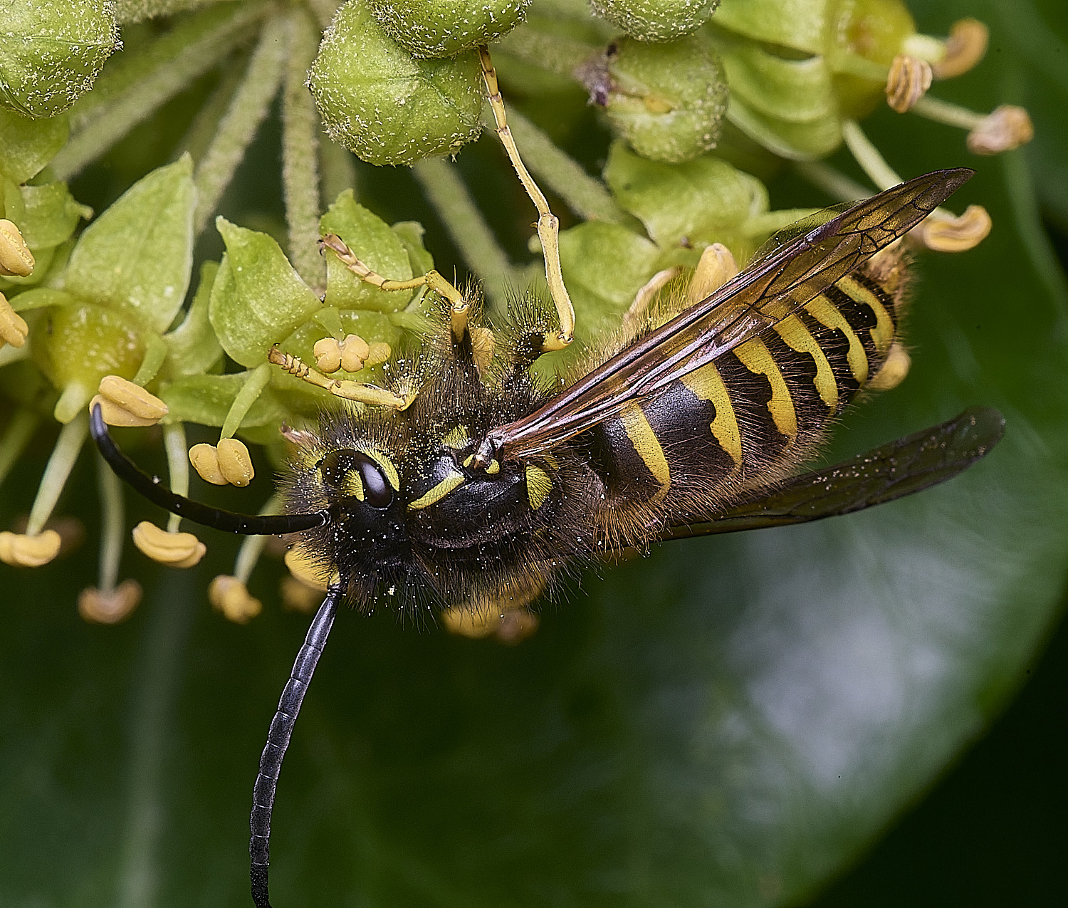 HanworhVgermanica141025-8