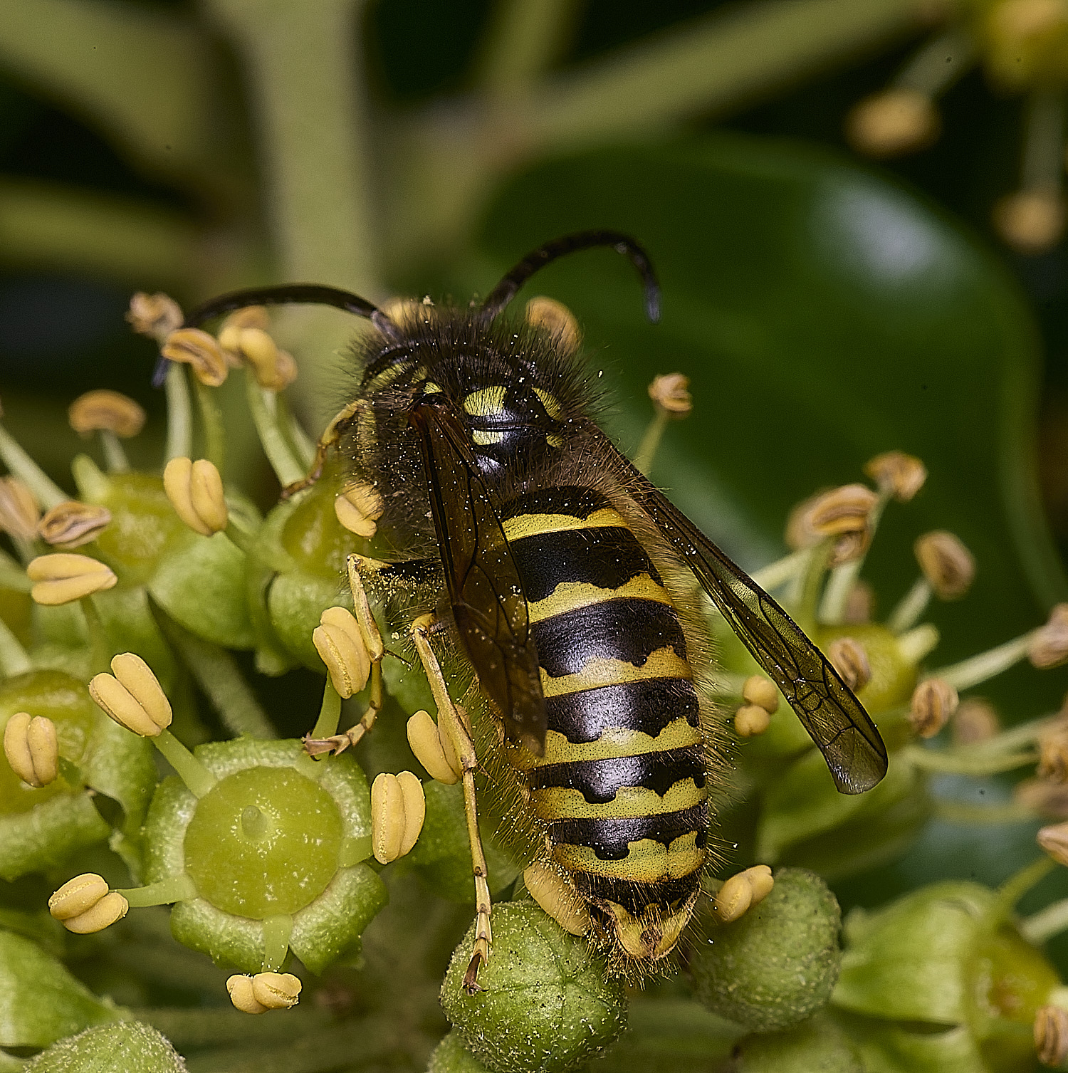 HanworhVgermanica141025-9