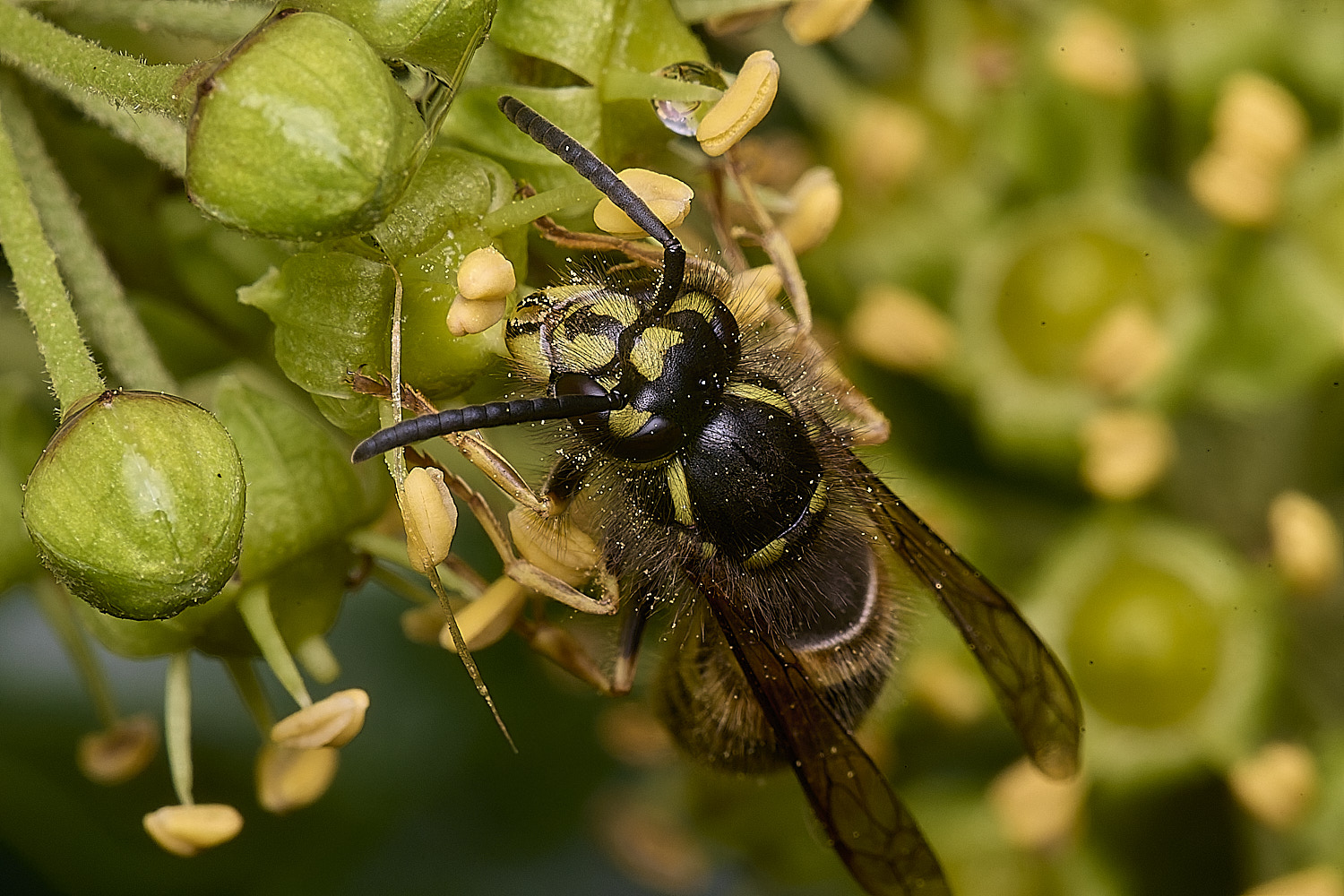 HanworhVvulgaris2141025-1