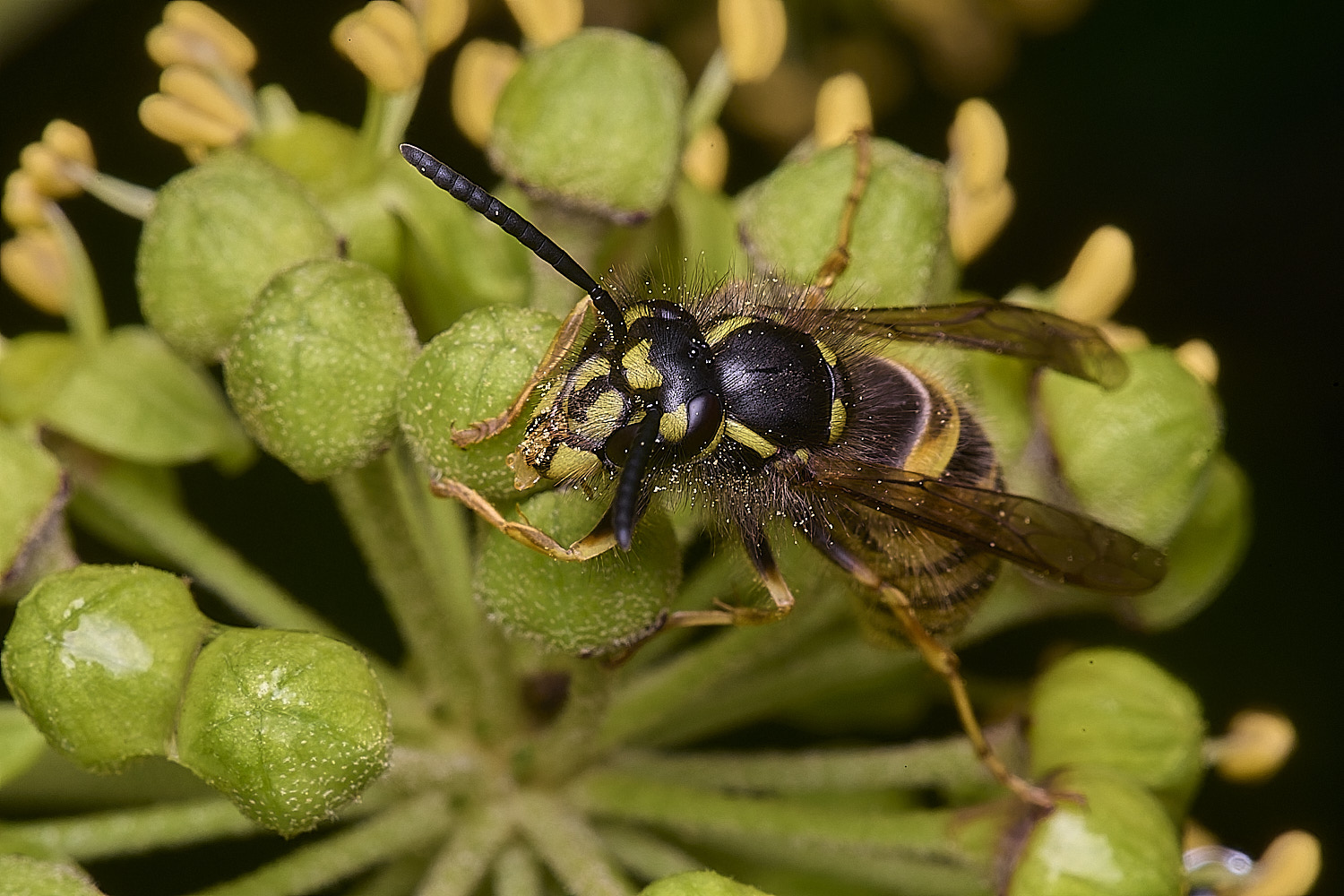 HanworhVvulgaris2141025-2