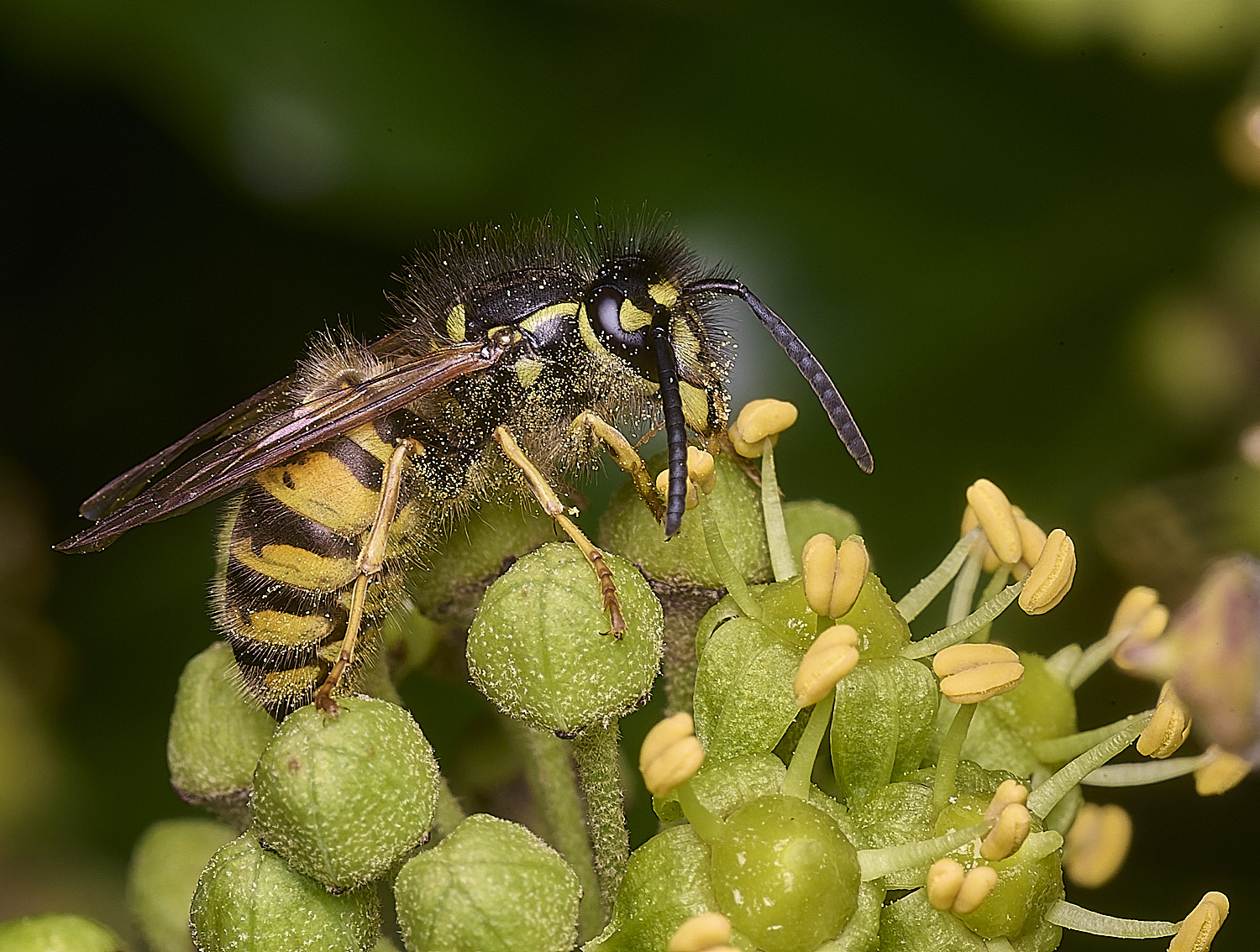 HanworhVvulgaris2141025-3