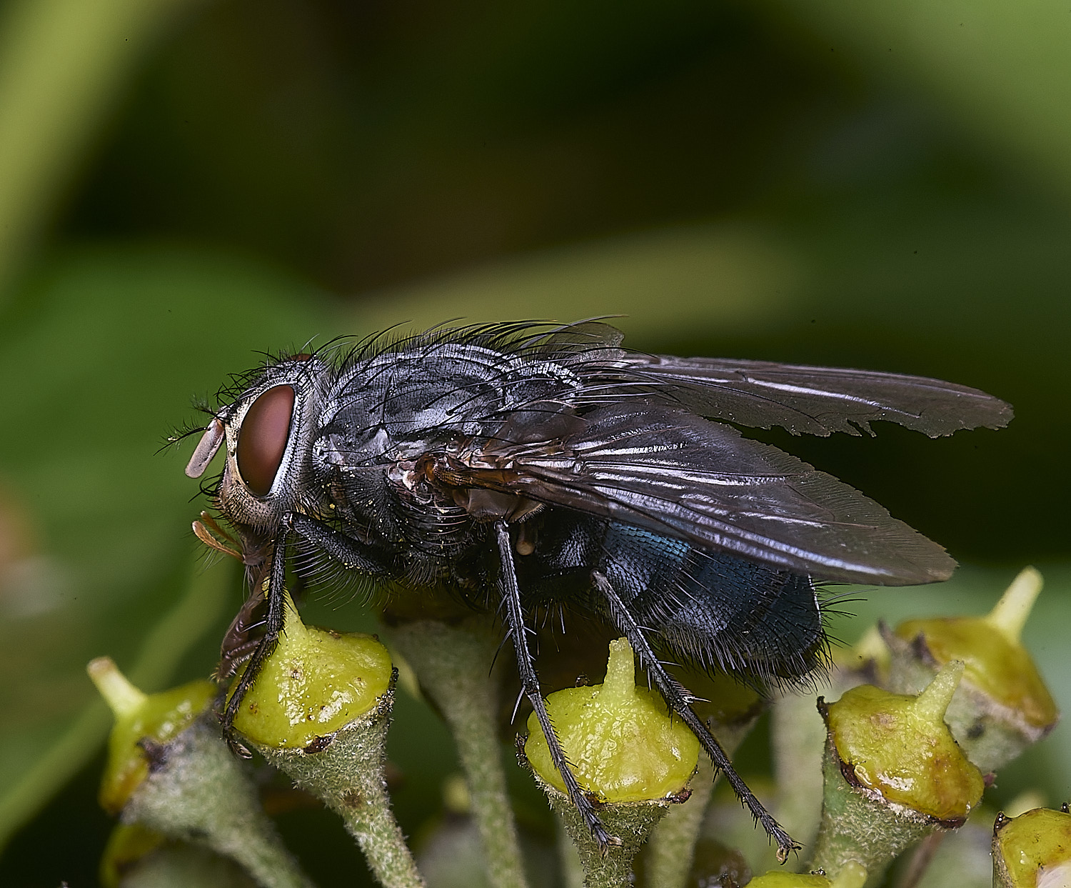 HanworthFlySp1510125-1