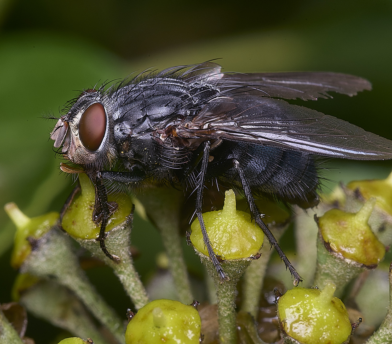 HanworthFlySp1510125-2