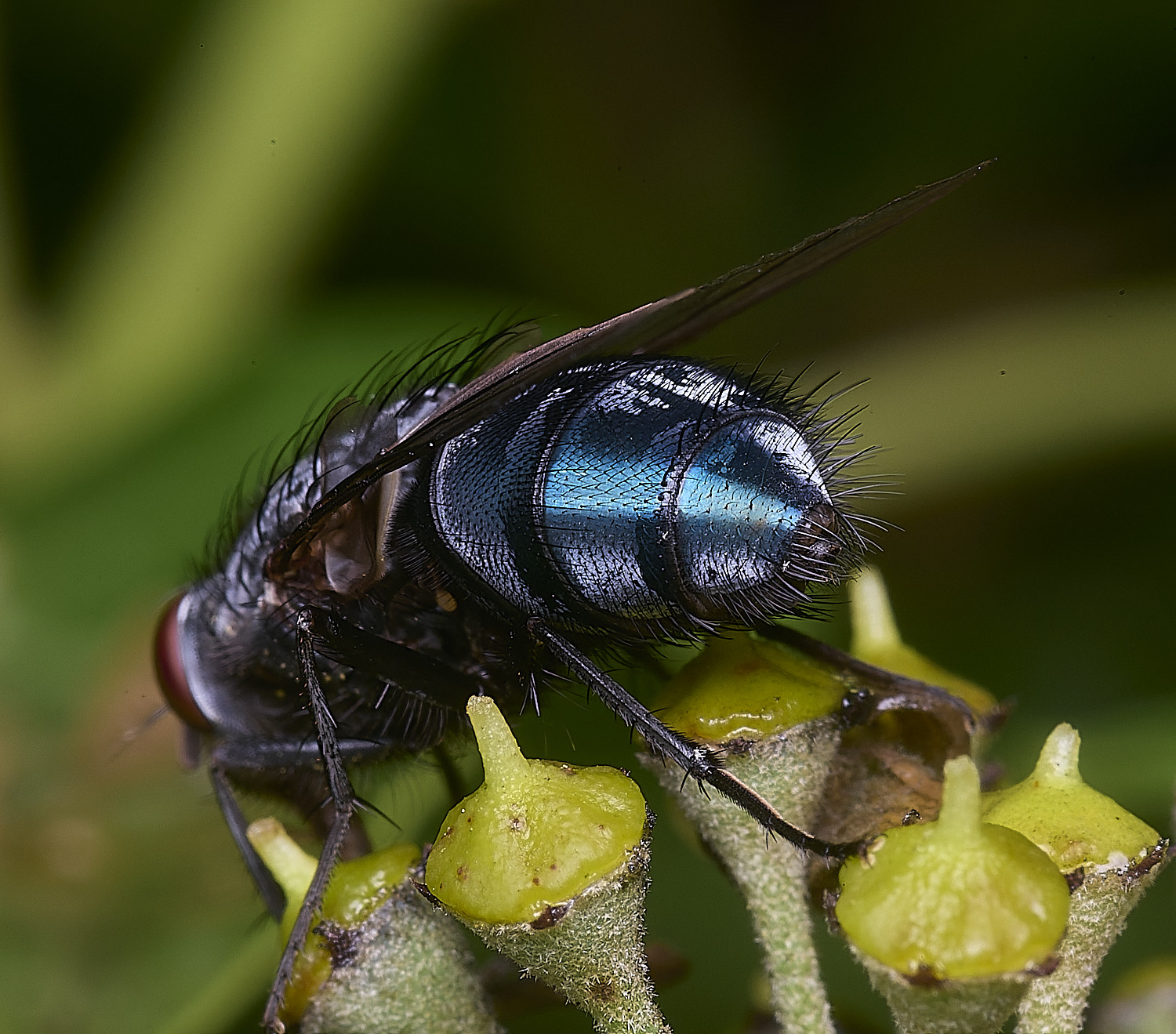 HanworthFlySp1510125-3