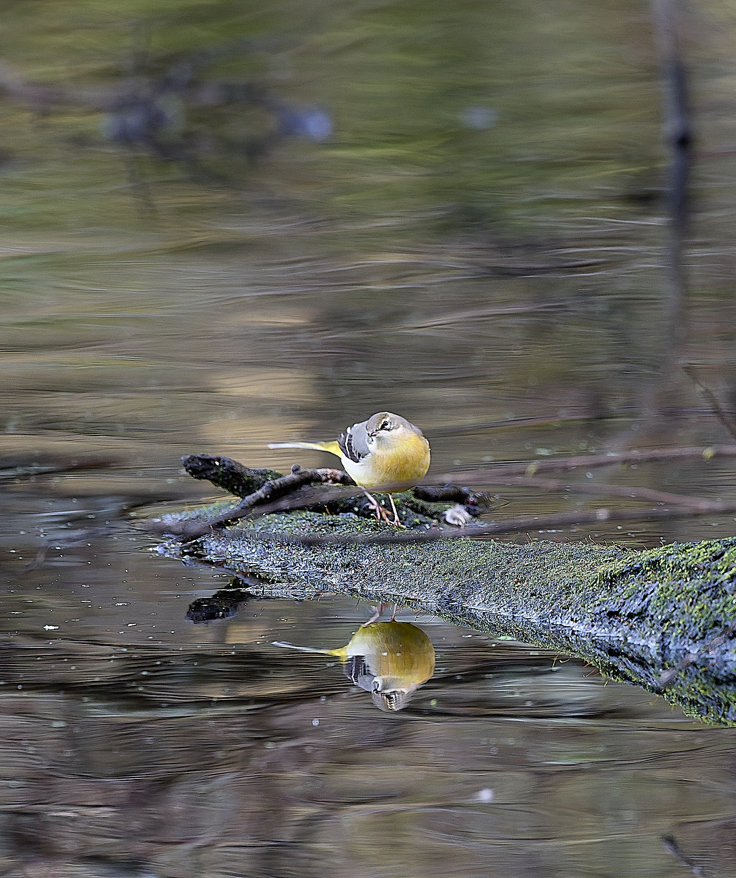 HanworthGreyWagtail191125-1