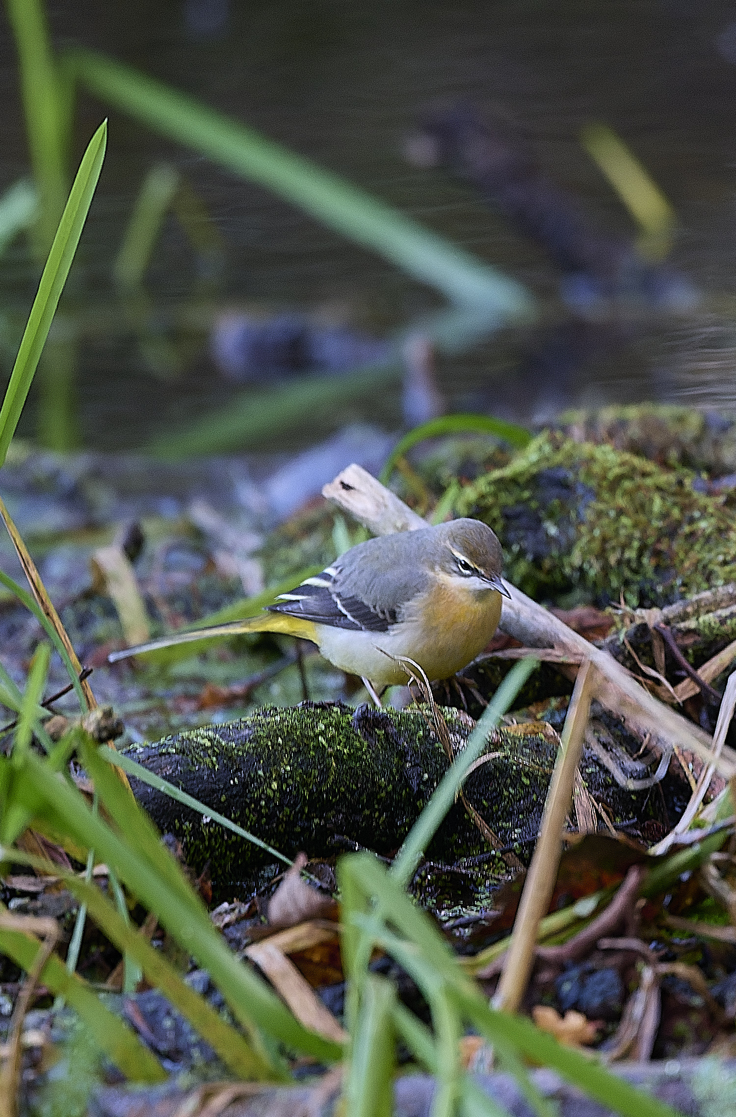HanworthGreyWagtail191125-3