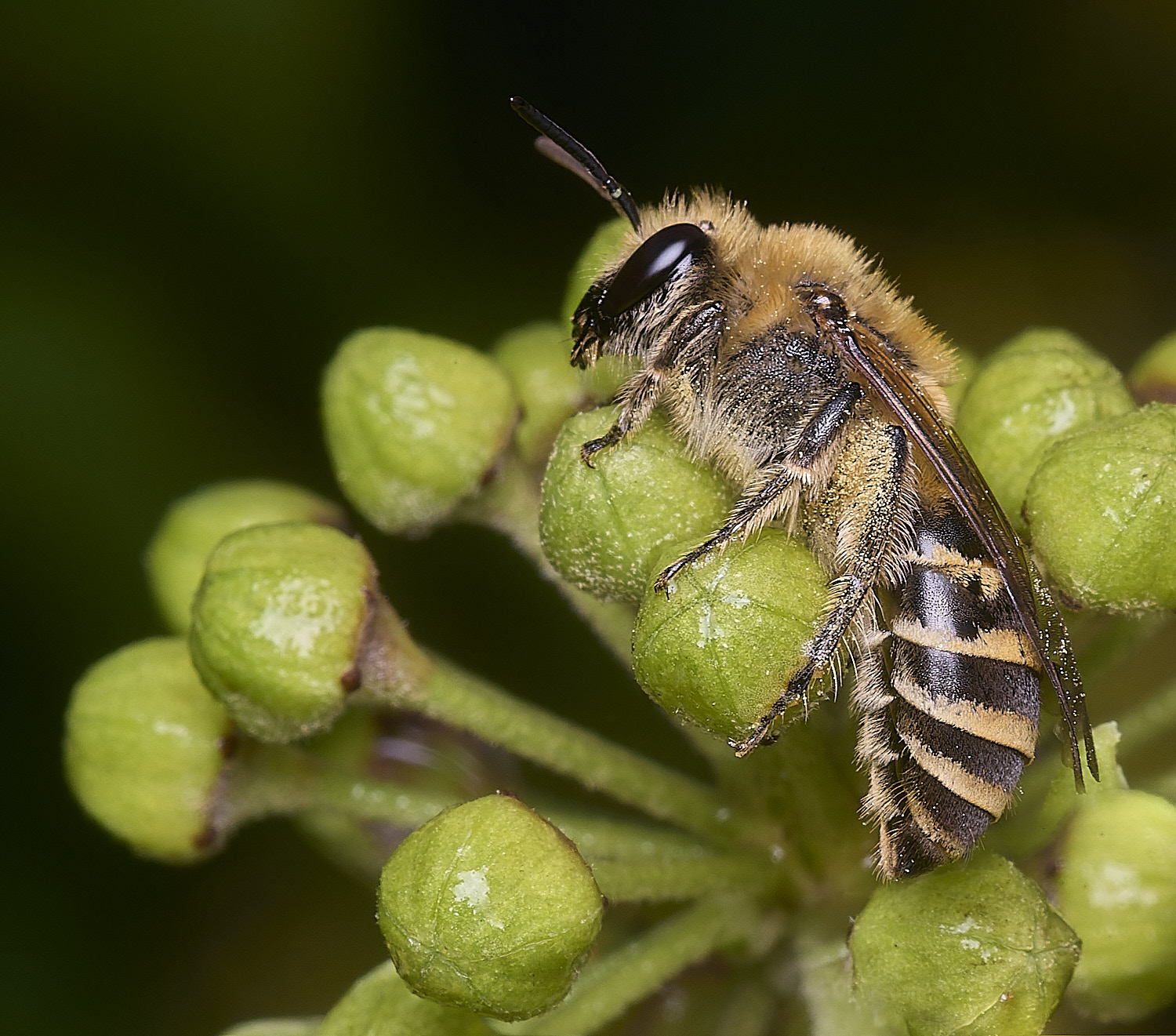 HanworthIvyBee151025-1