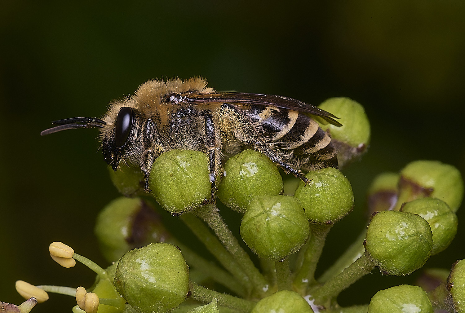 HanworthIvyBee151025-2