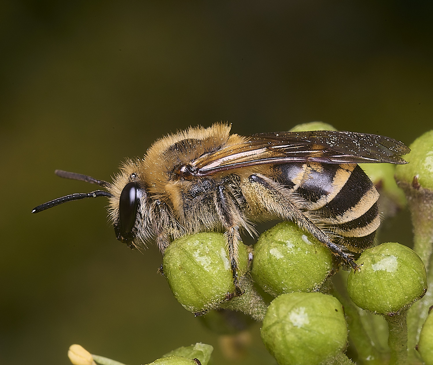 HanworthIvyBee151025-3