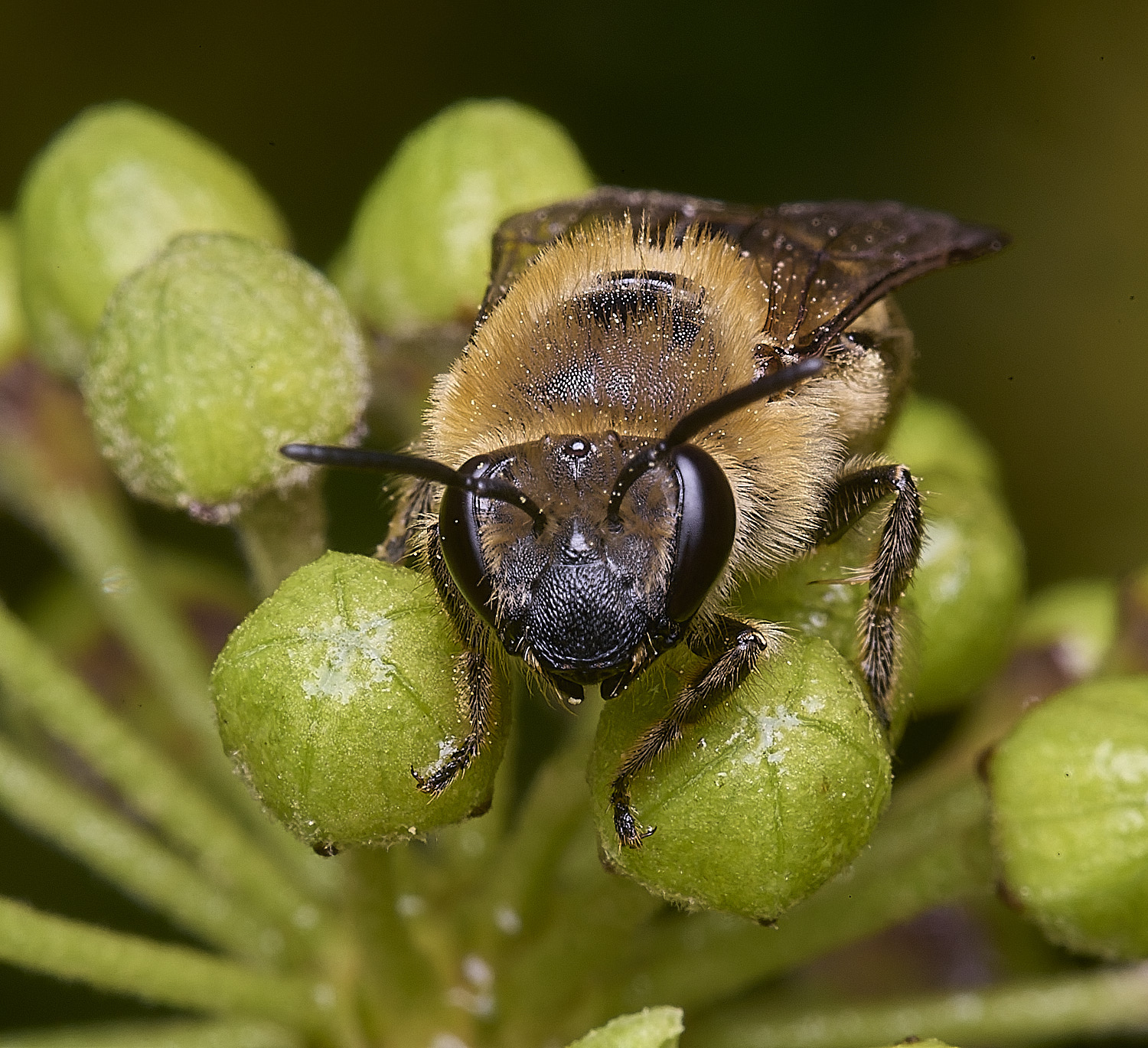 HanworthIvyBee151025-4