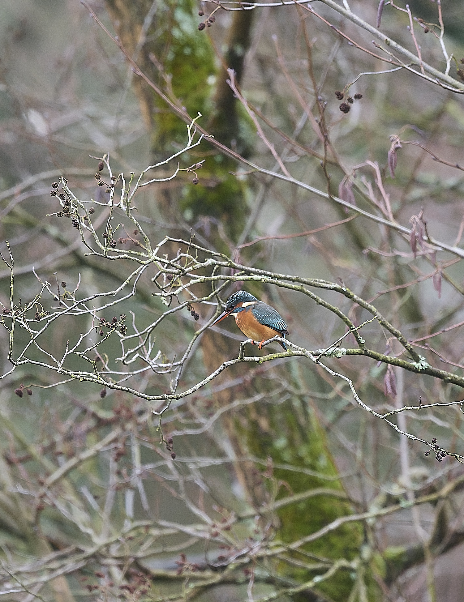 HanworthKingfisher171225-1 1