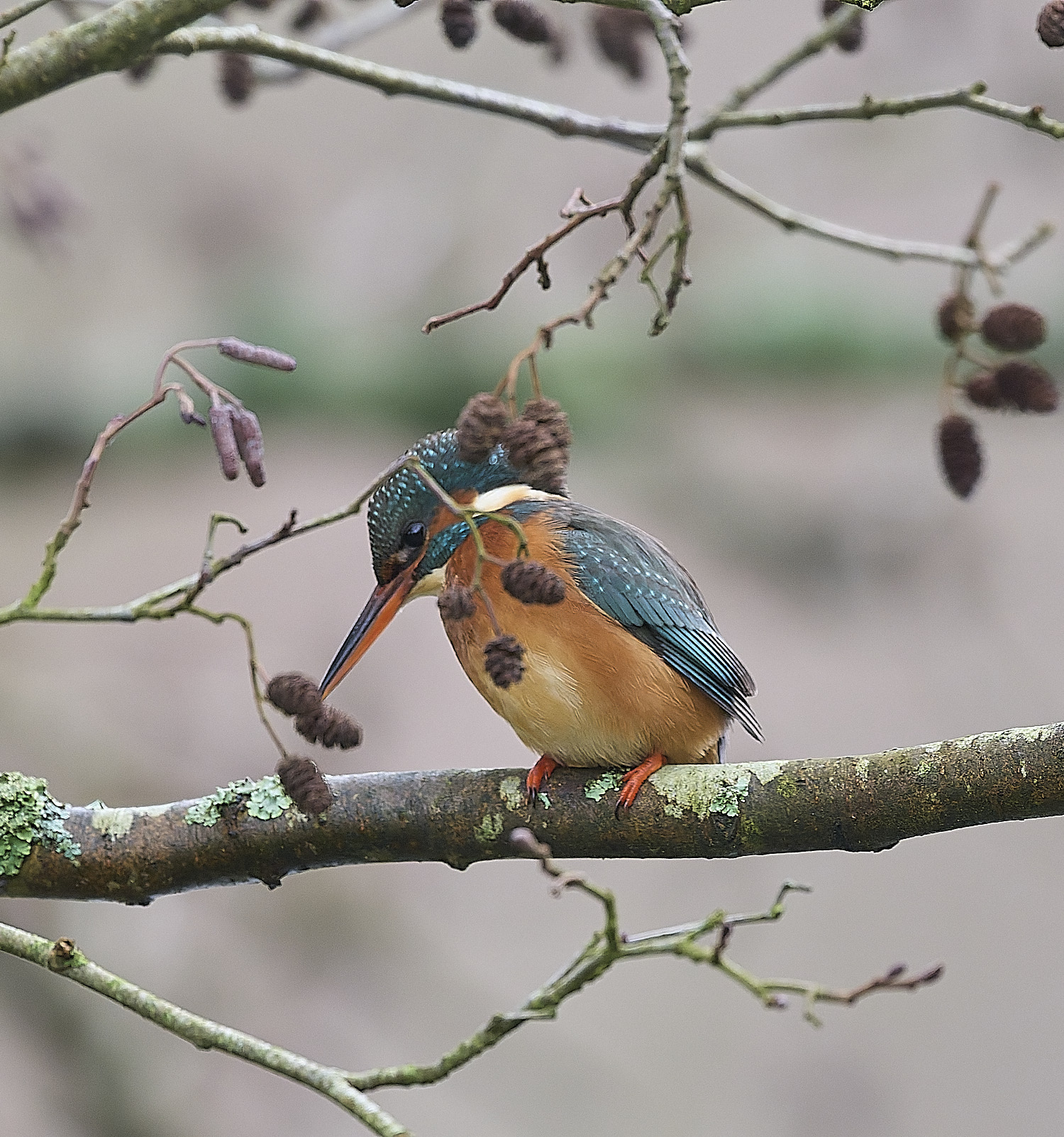 HanworthKingfisher171225-2 1