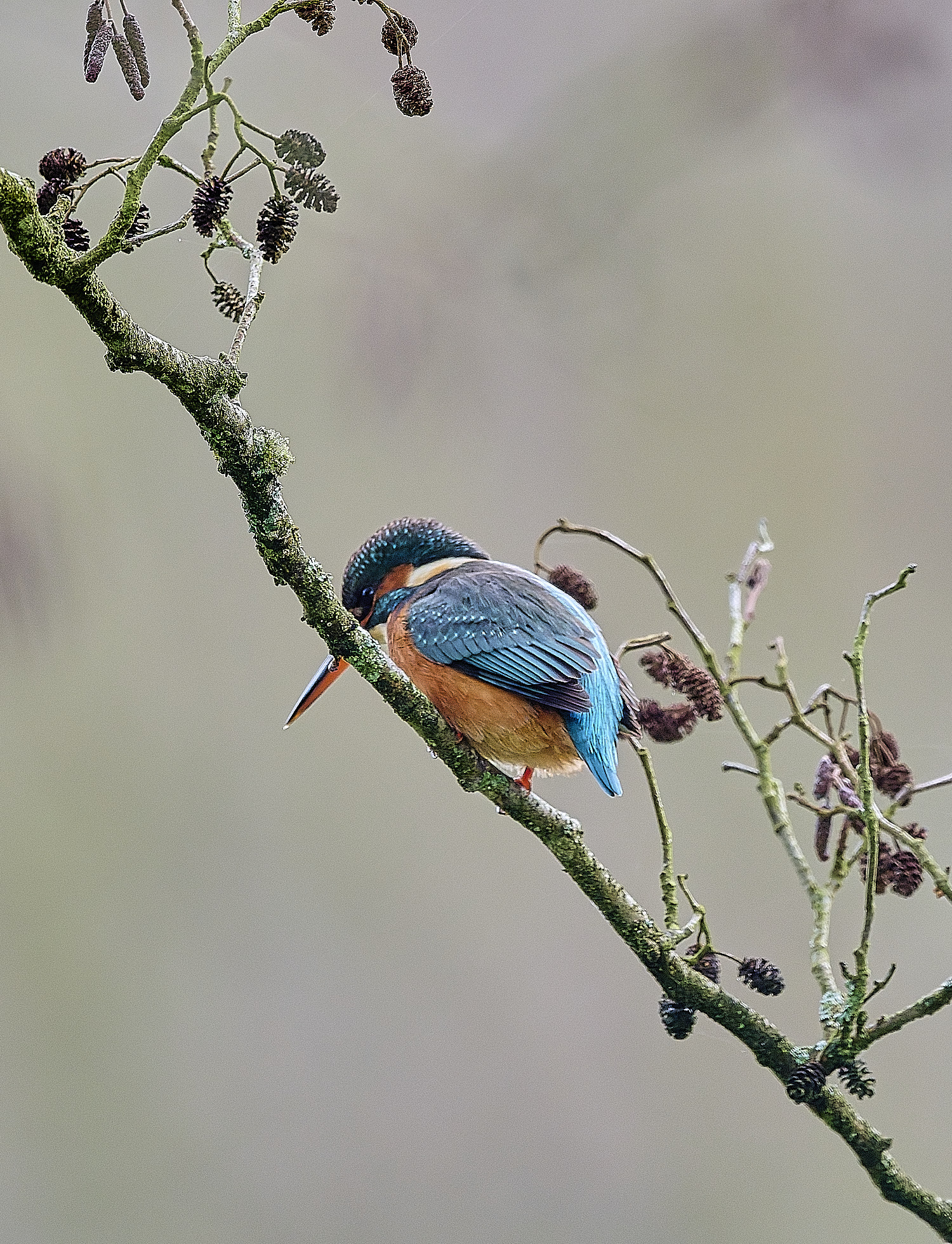 HanworthKingfisher171225-4 1