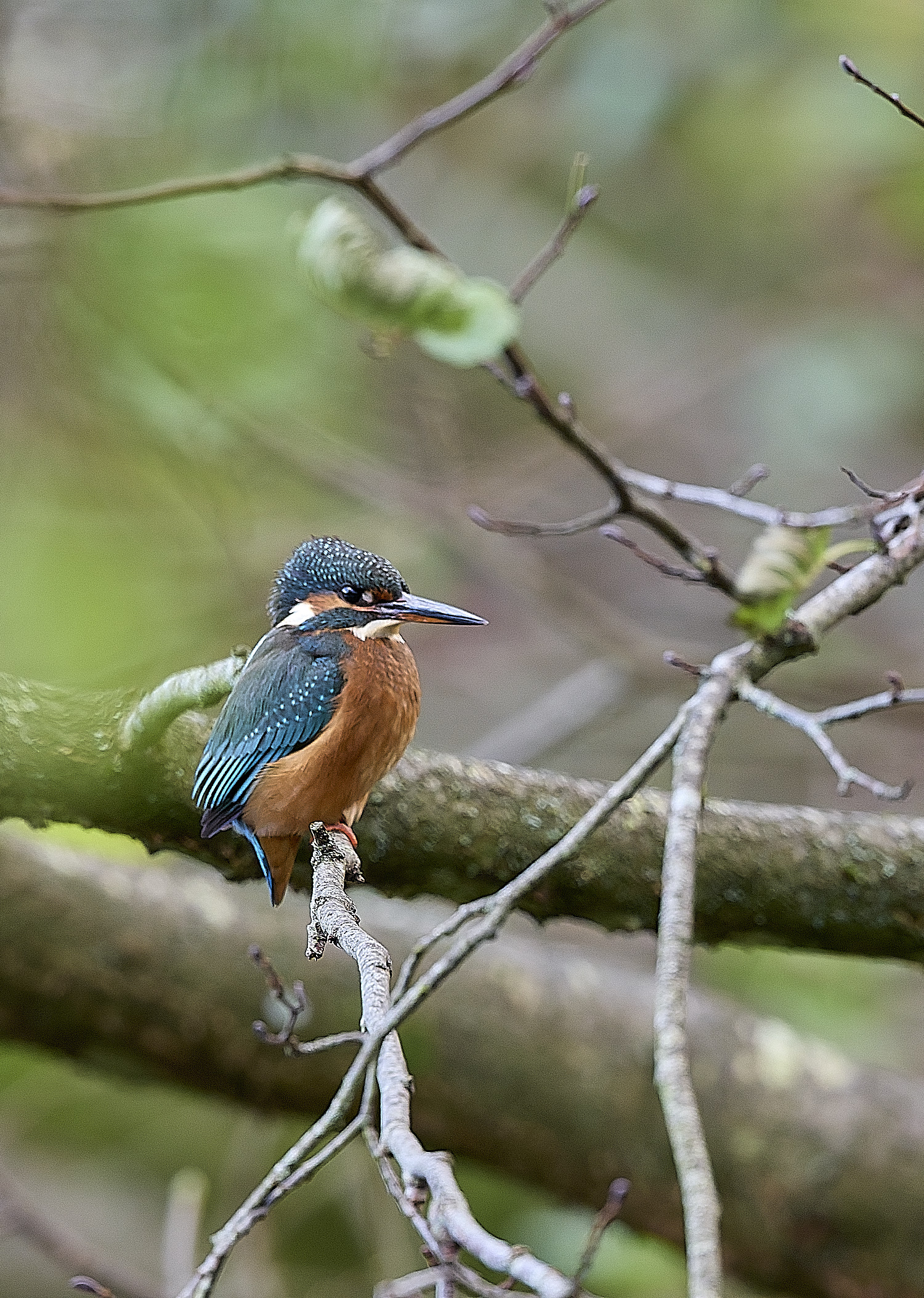 HanworthKingfisher191125-2