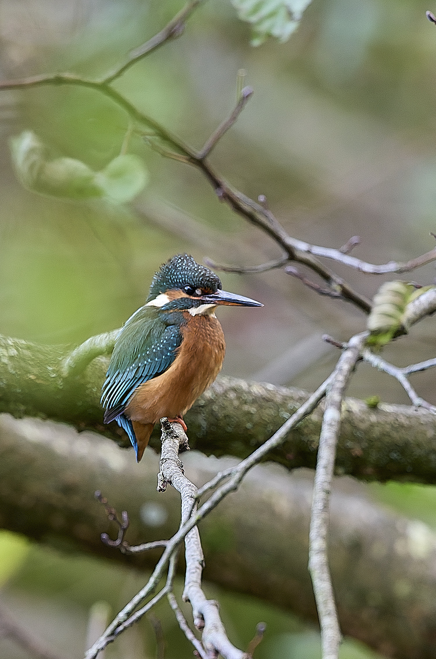 HanworthKingfisher191125