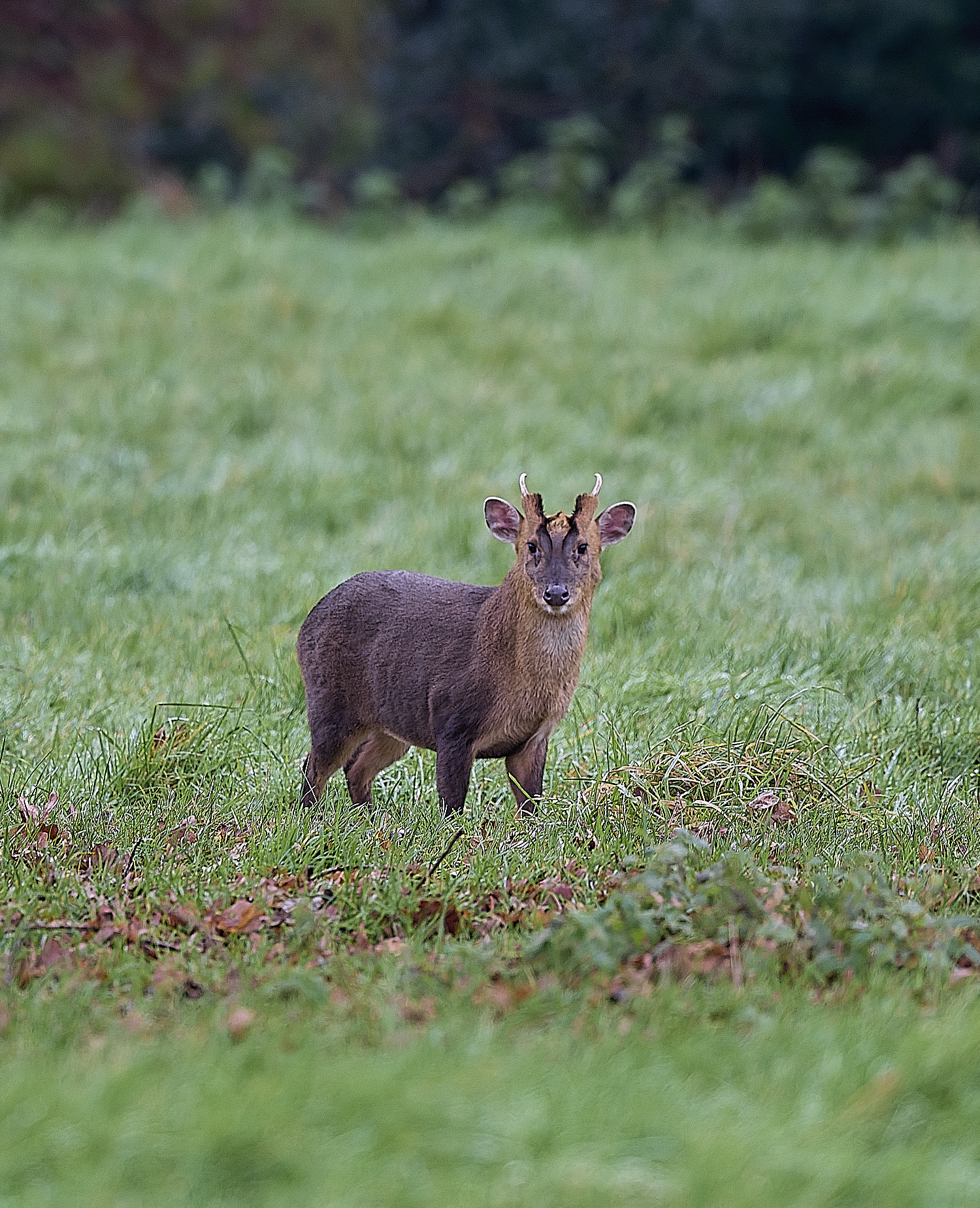 HanworthMuntac171225-3