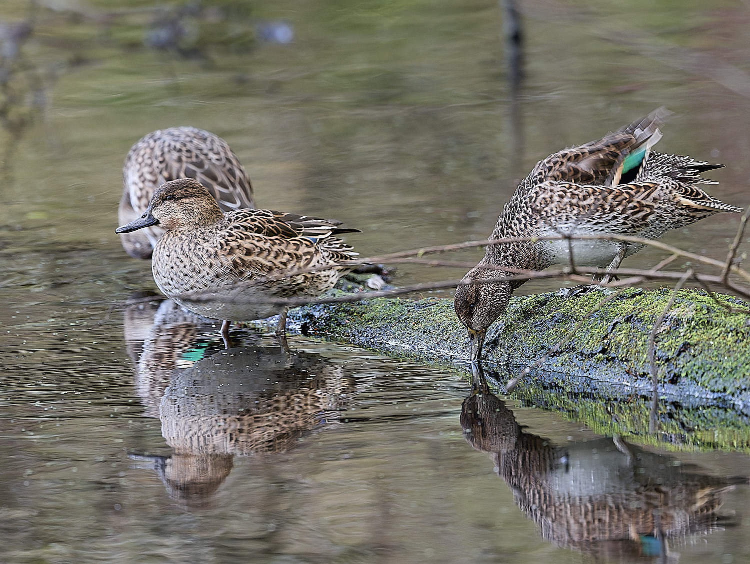 HanworthTeall191125-1