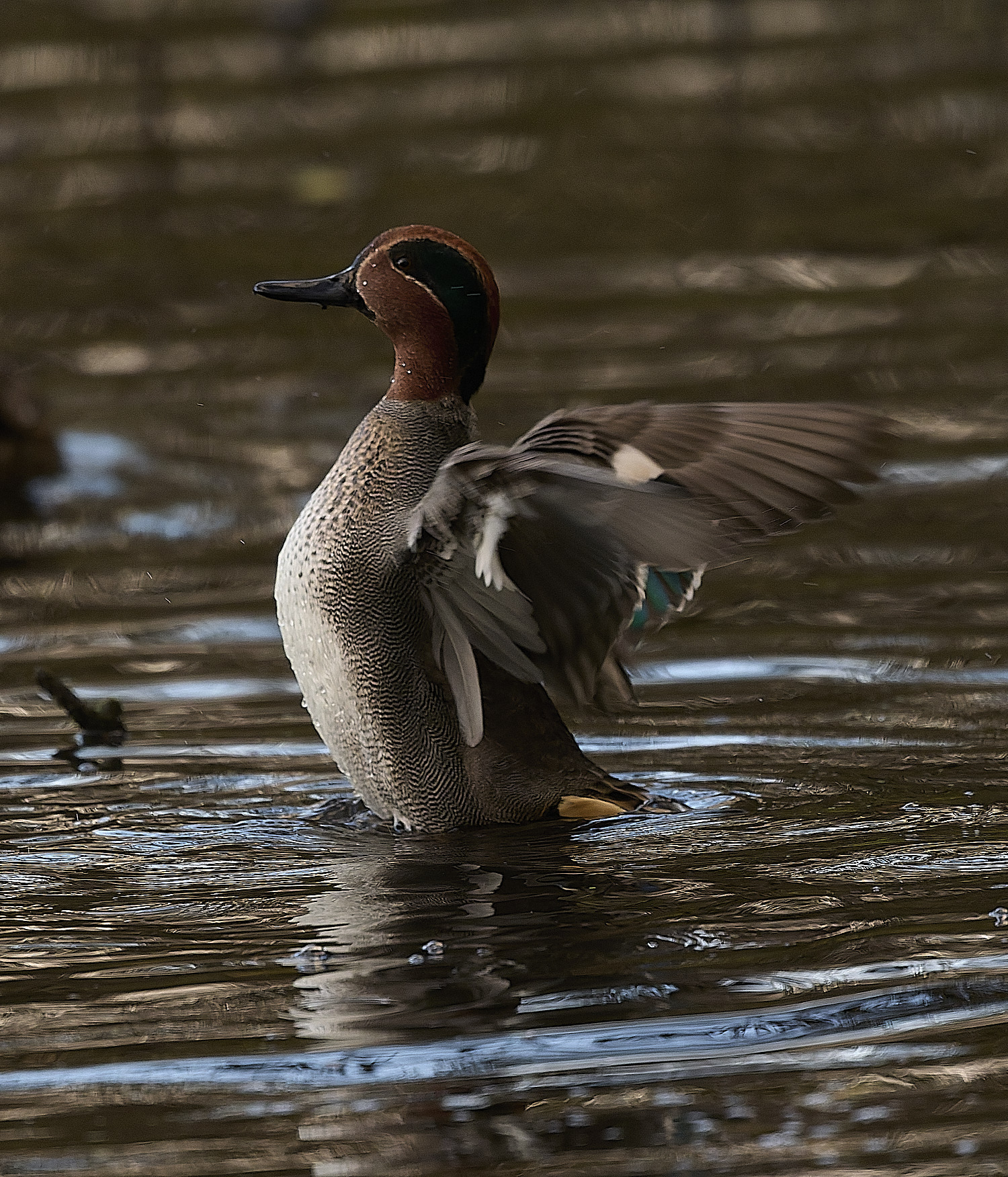 HanworthTeall191125-3