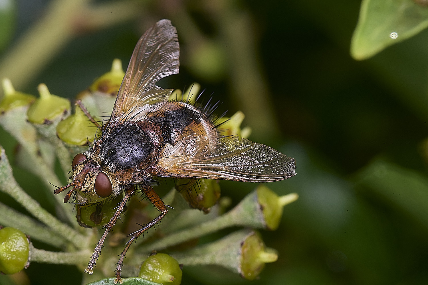 HanworthTfera151025-1