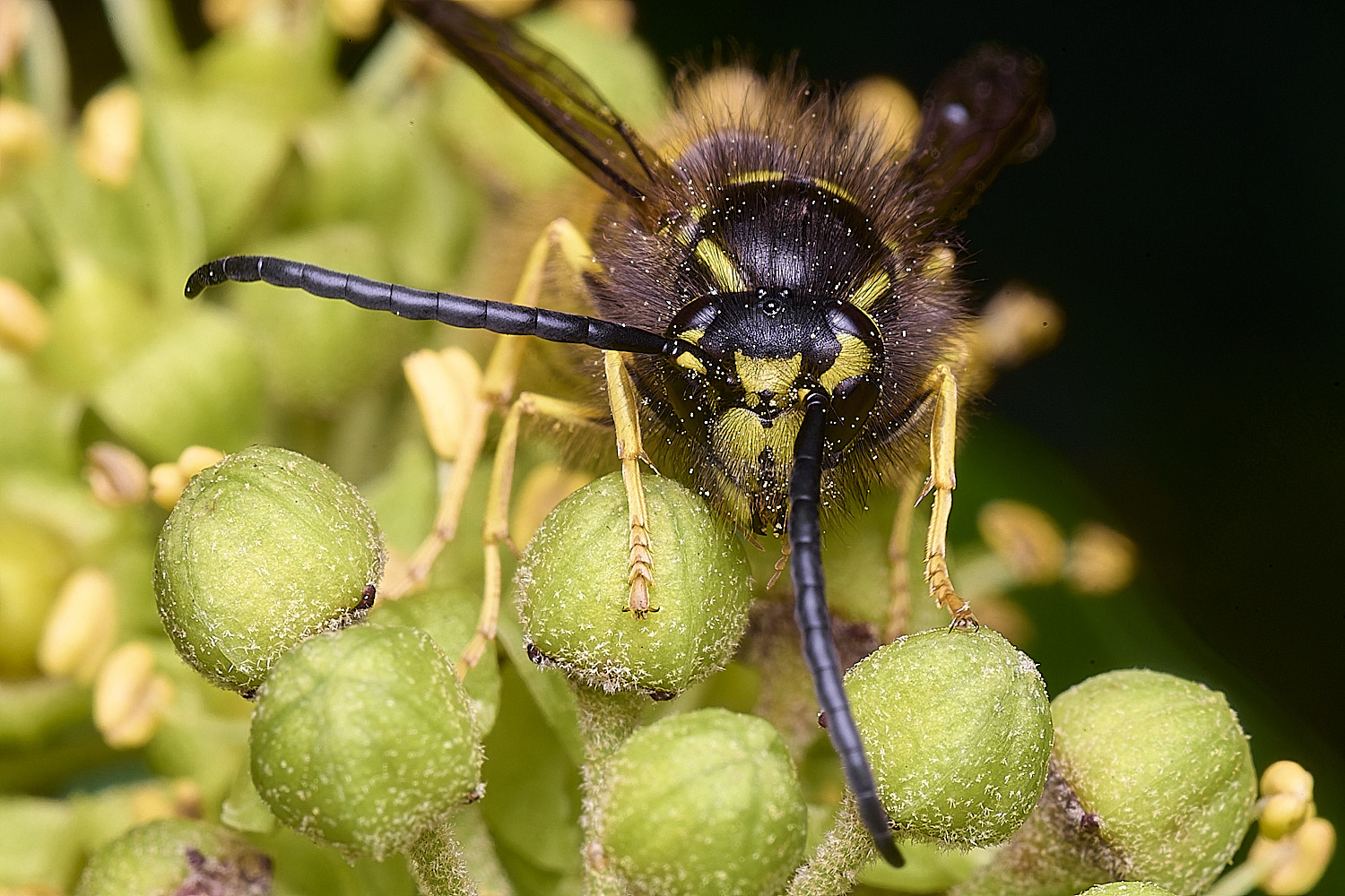 HanworthVgermanica151025-1