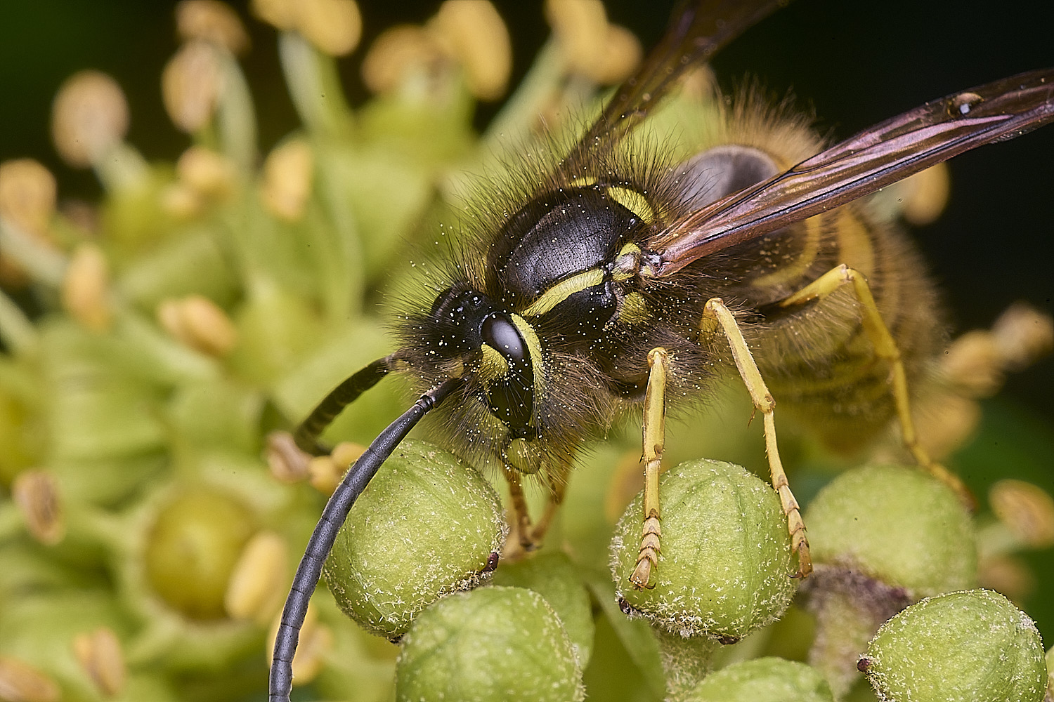 HanworthVgermanica151025-2