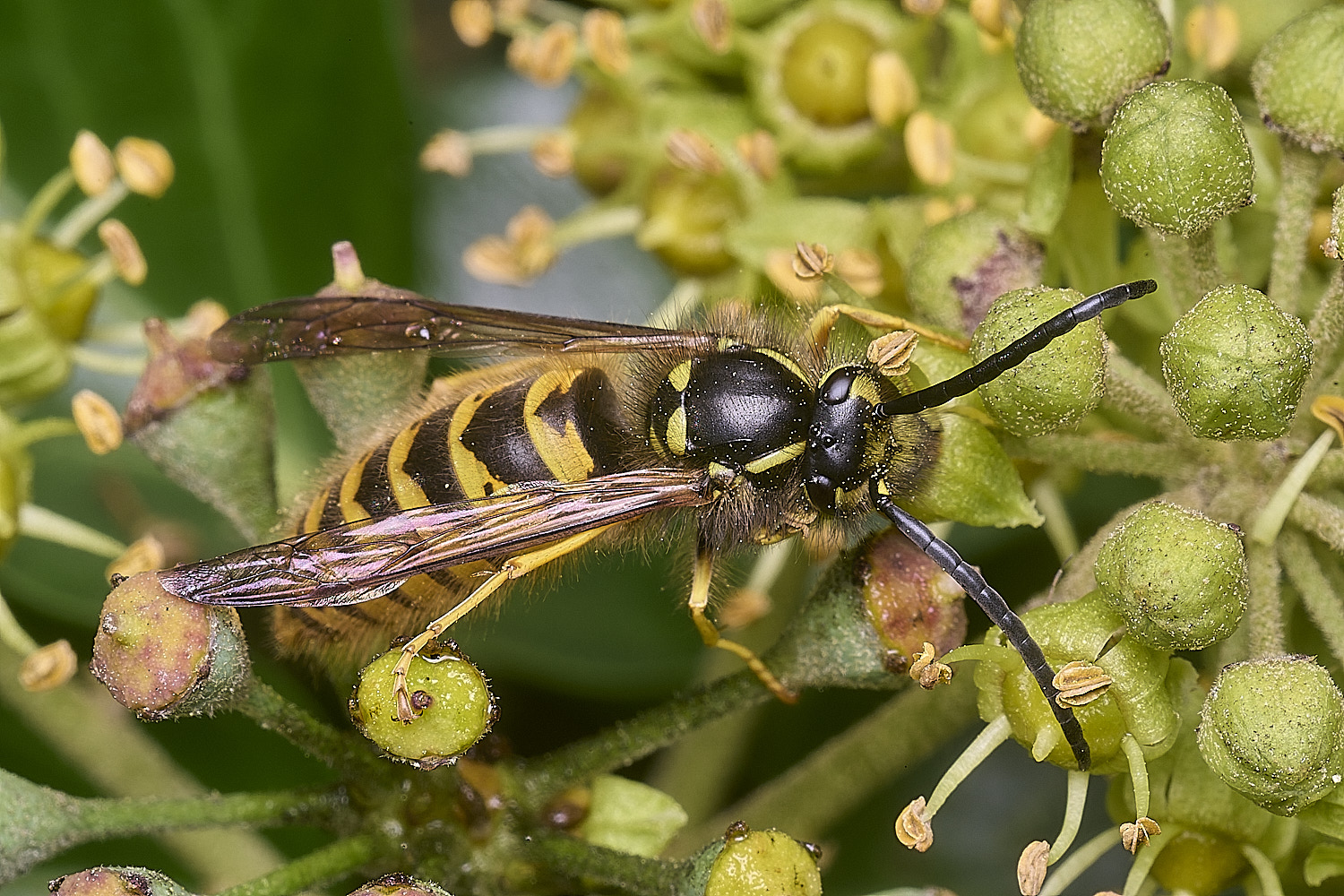 HanworthVgermanica151025-3