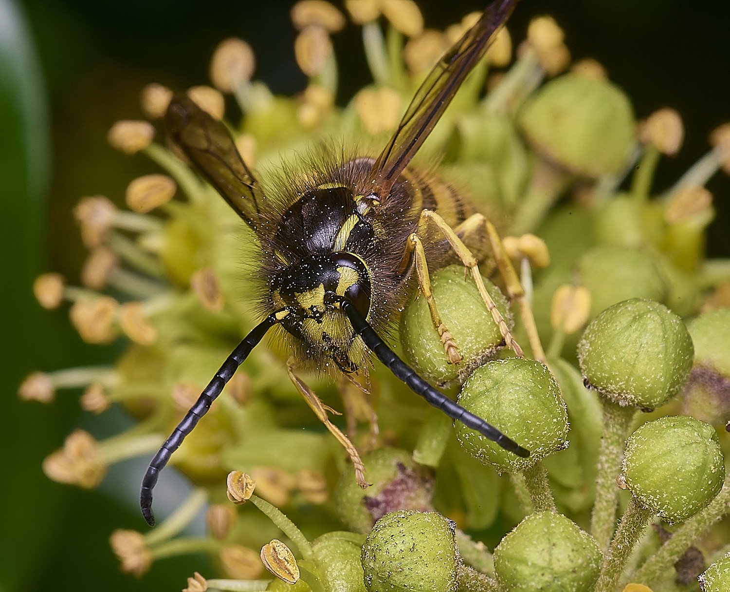 HanworthVgermanica151025-4