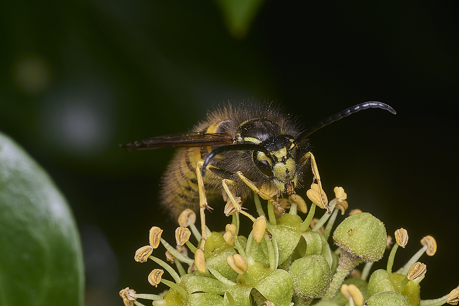 HanworthVgermanica151025-5