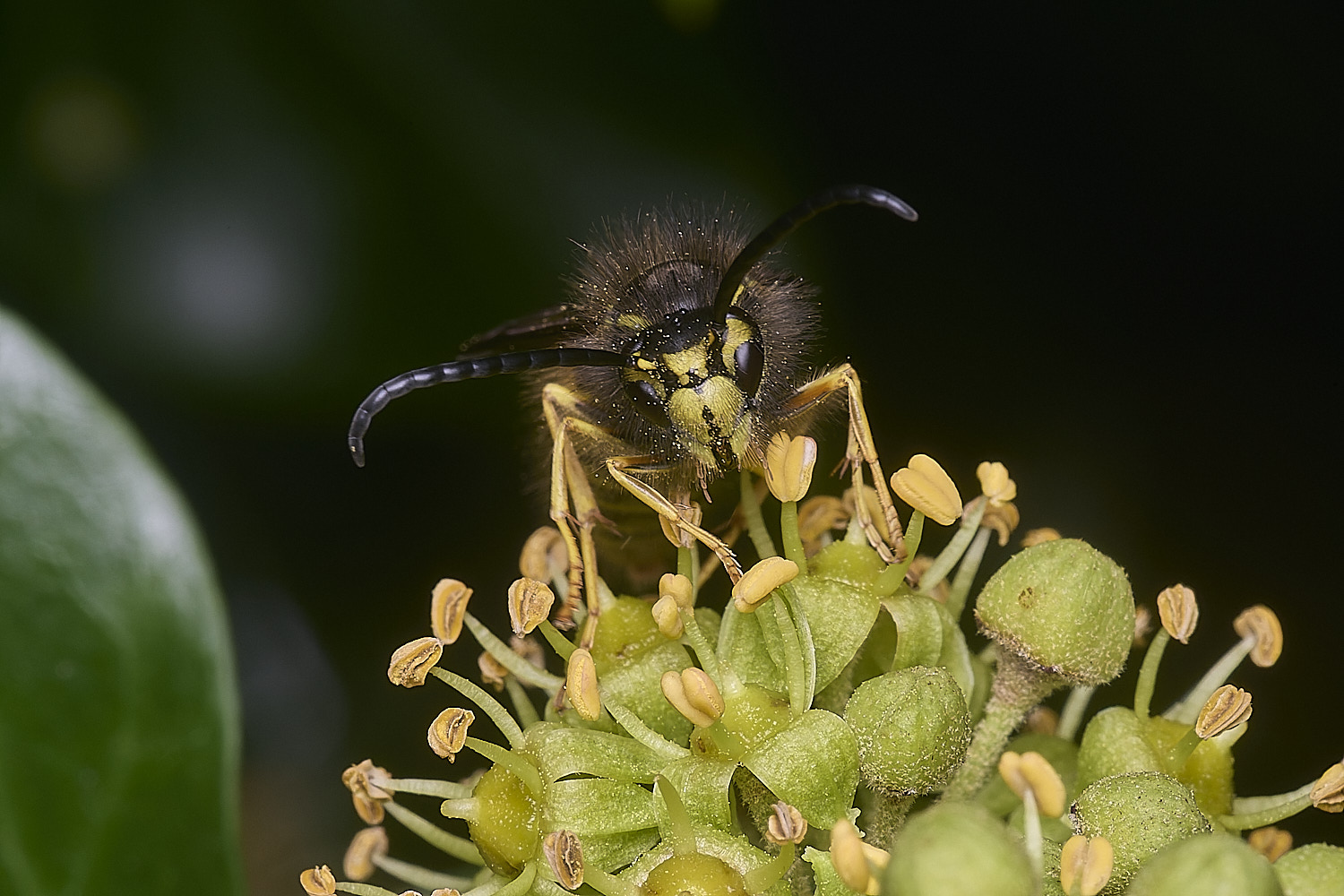 HanworthVgermanica151025-6