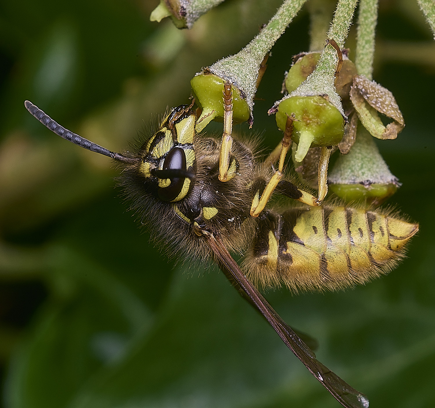 HanworthVvulgaris141025-2