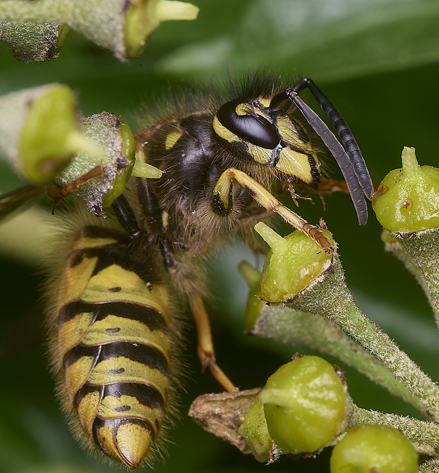 HanworthVvulgaris141025-3