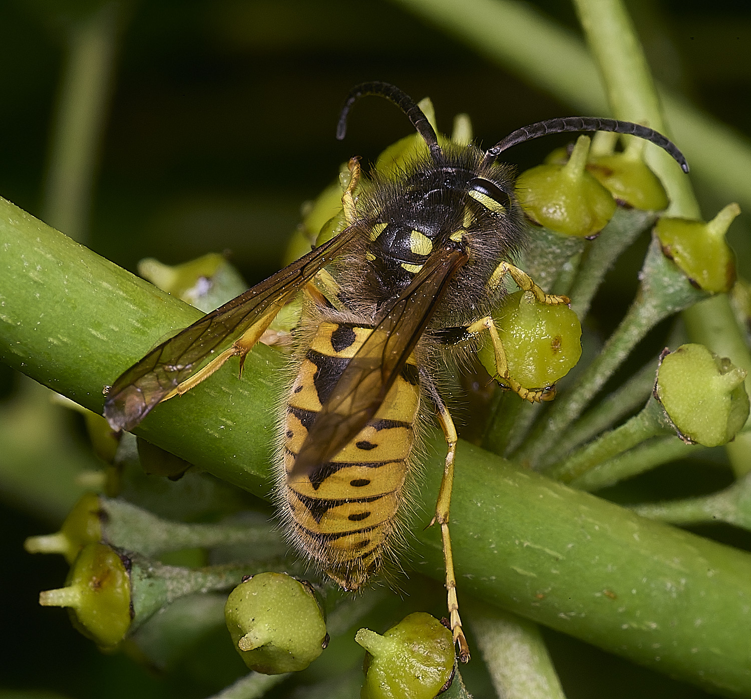 HanworthVvulgaris141025-4