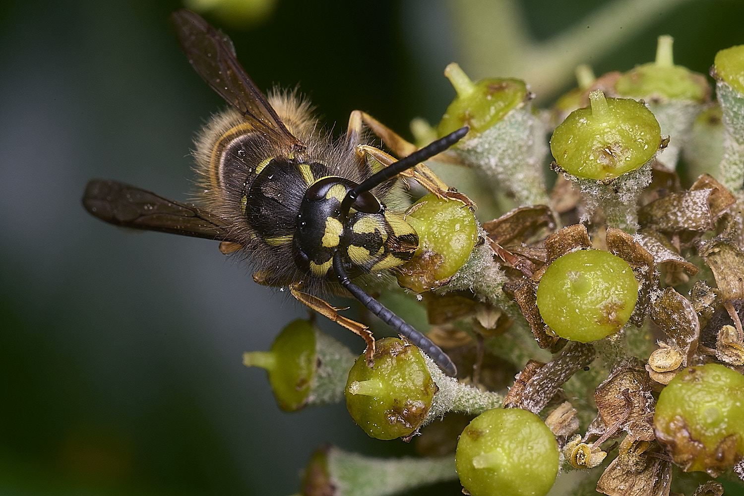 HanworthVvulgaris151025-2