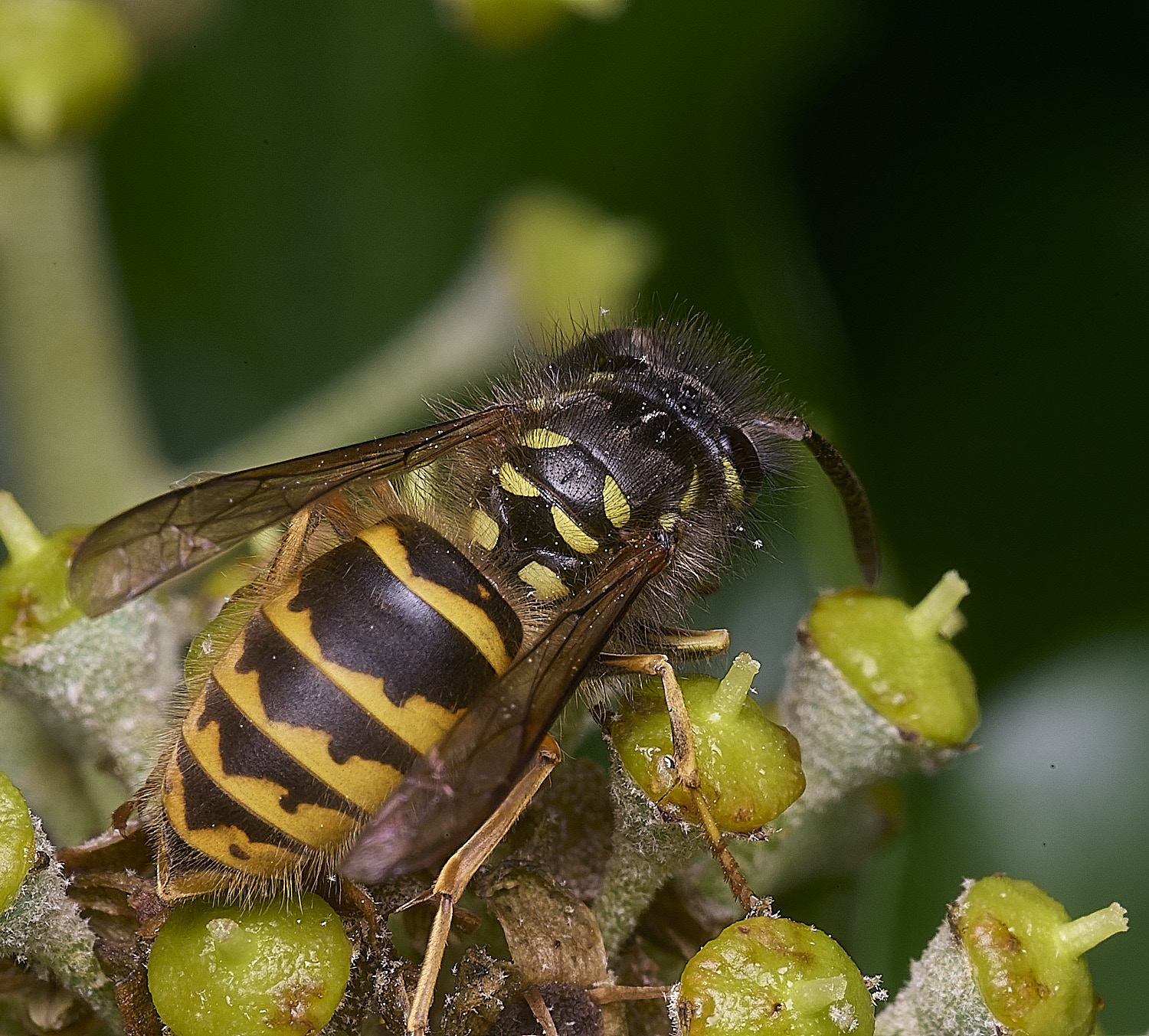 HanworthVvulgaris151025-3